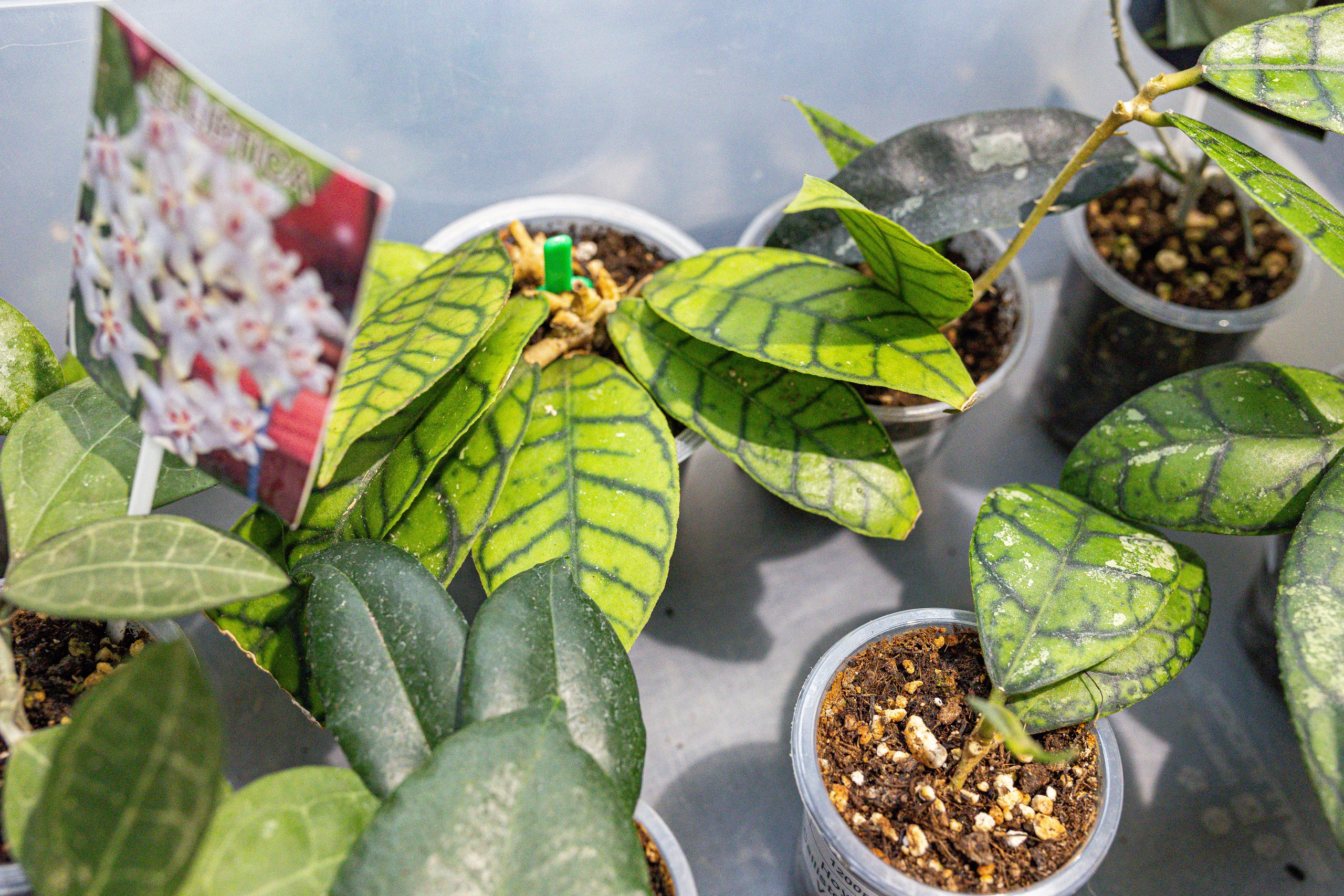 Green rare июнь 2025. Александра Куликова фотограф, Москва