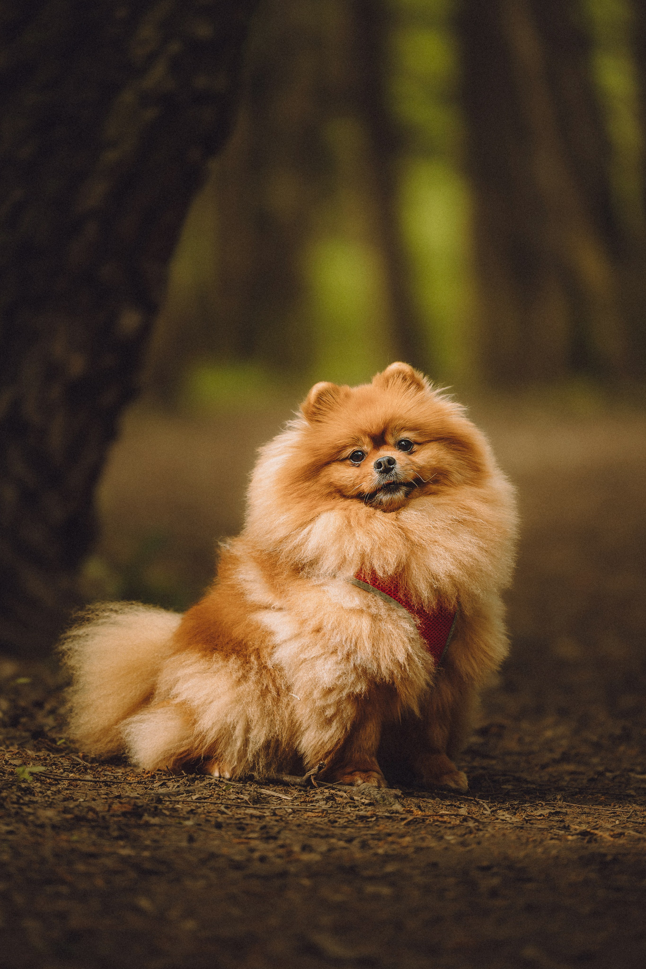 Лорик и его семья