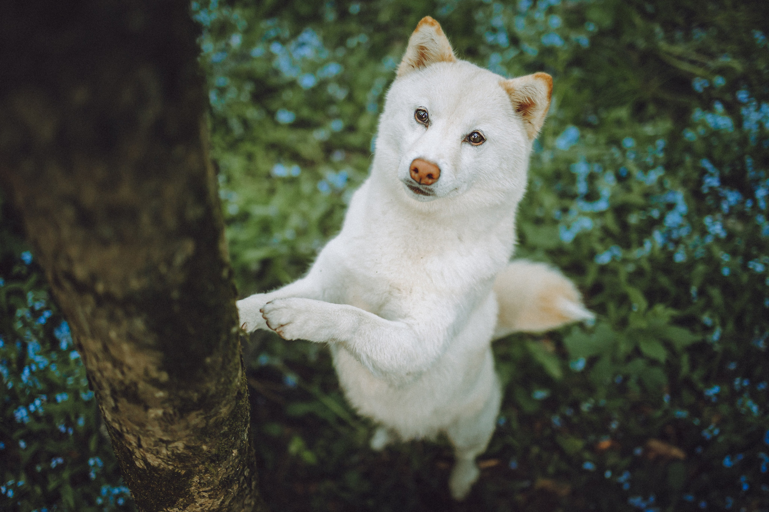 Шед, Цири, Чиби, Цера и их семья