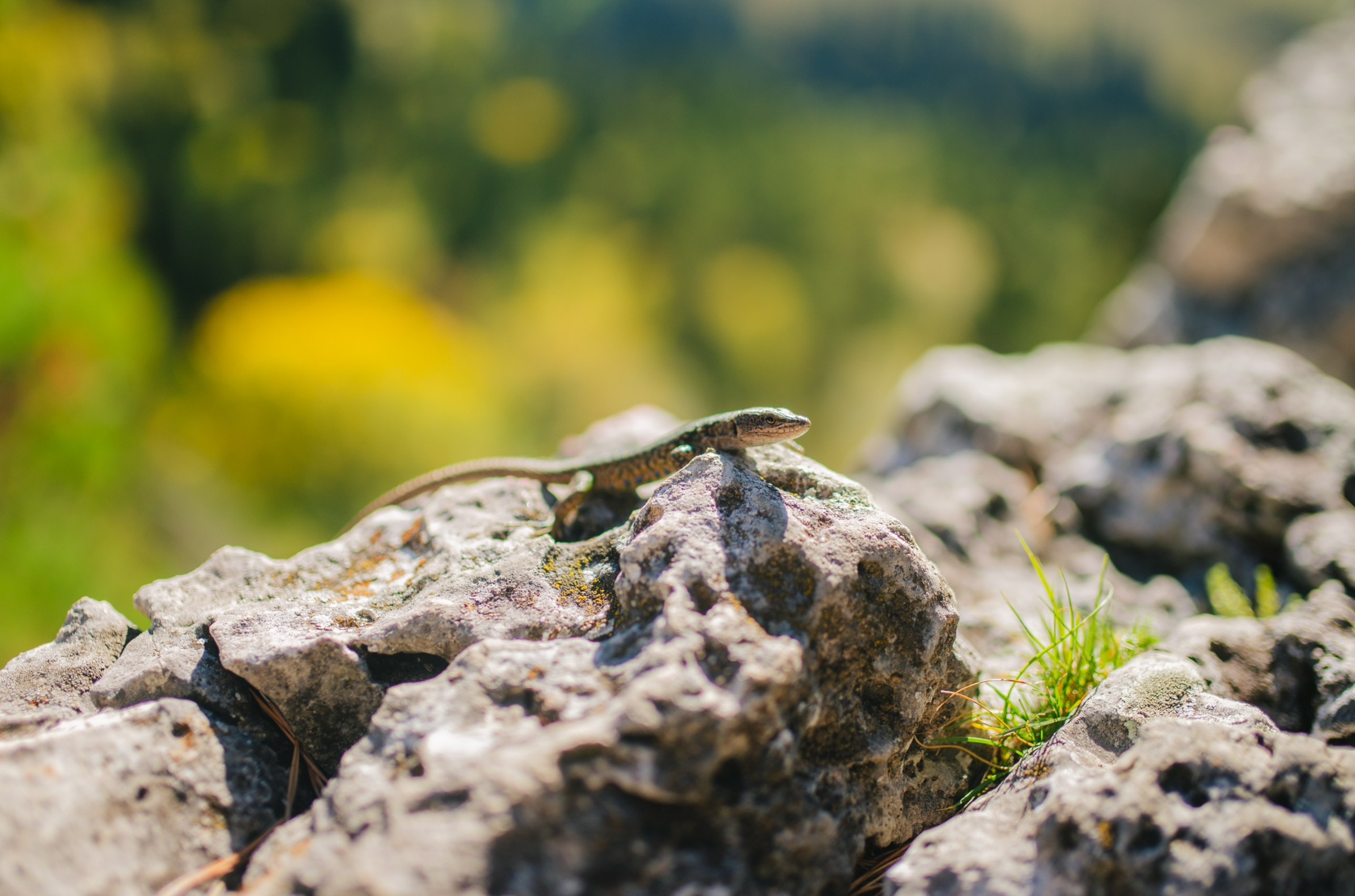 Коммерческие фотосессии. Фотограф Олег Саркисов в Краснодаре