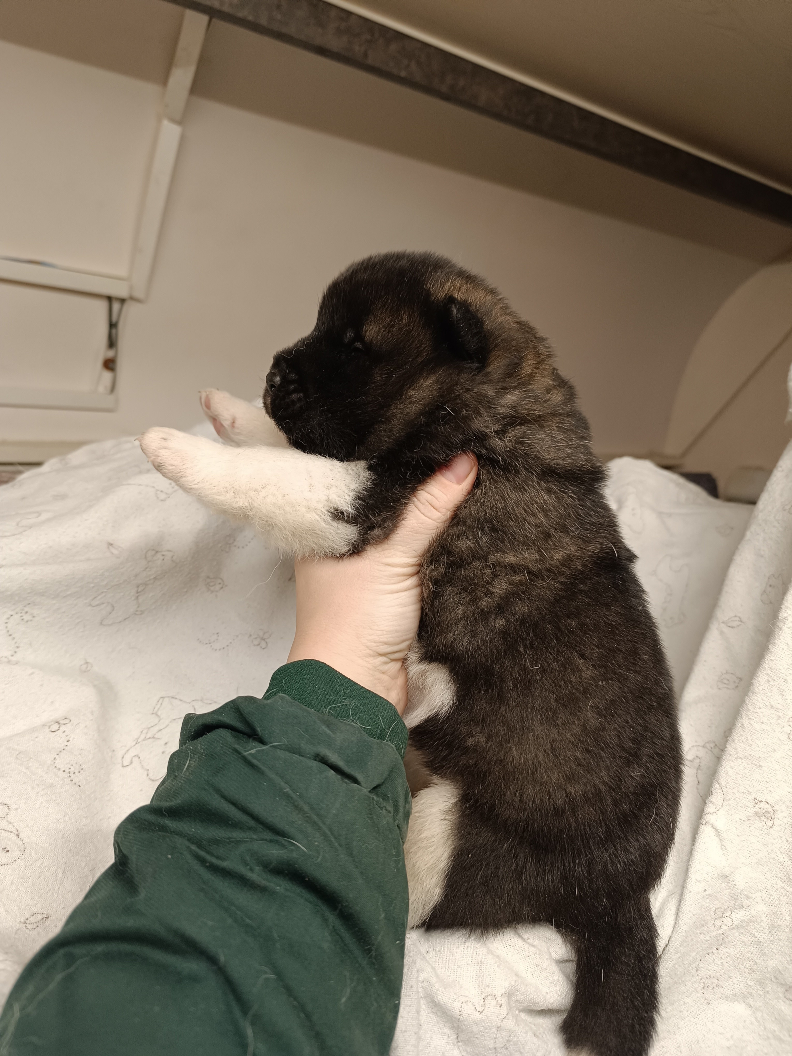 Американская акита  щенки питомник Санкт-Петербург клубные щенки Американская акита питомник RUBYLIGHT Рубилайт купить щенка американской акиты