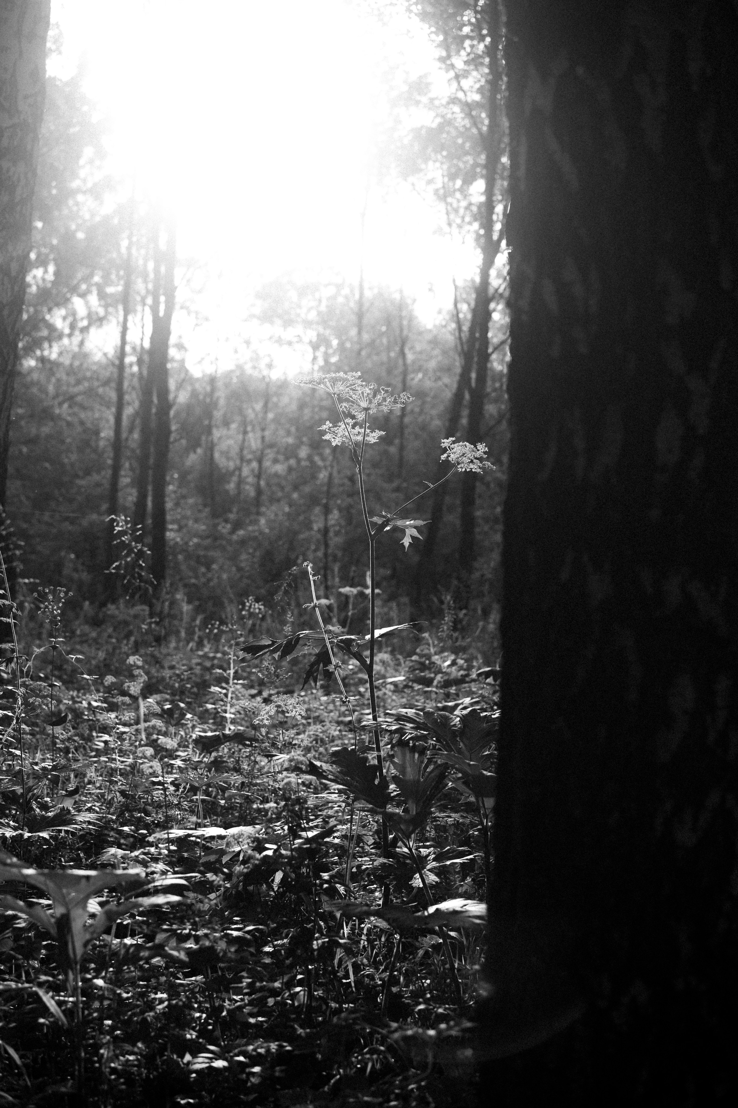 Лес. Veronika Popadeikina Photographer