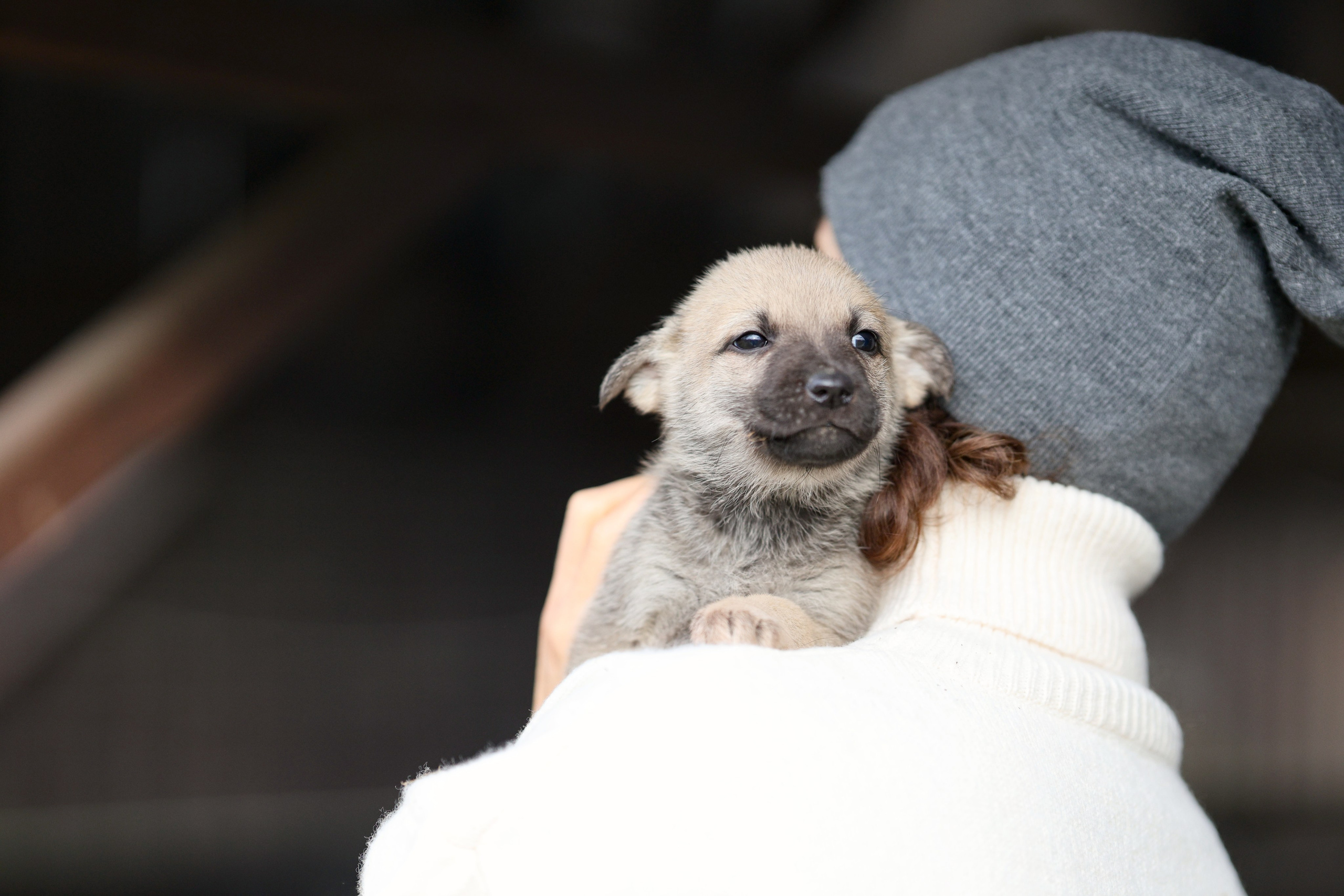 Щенки. Фотограф Максим Татаринов