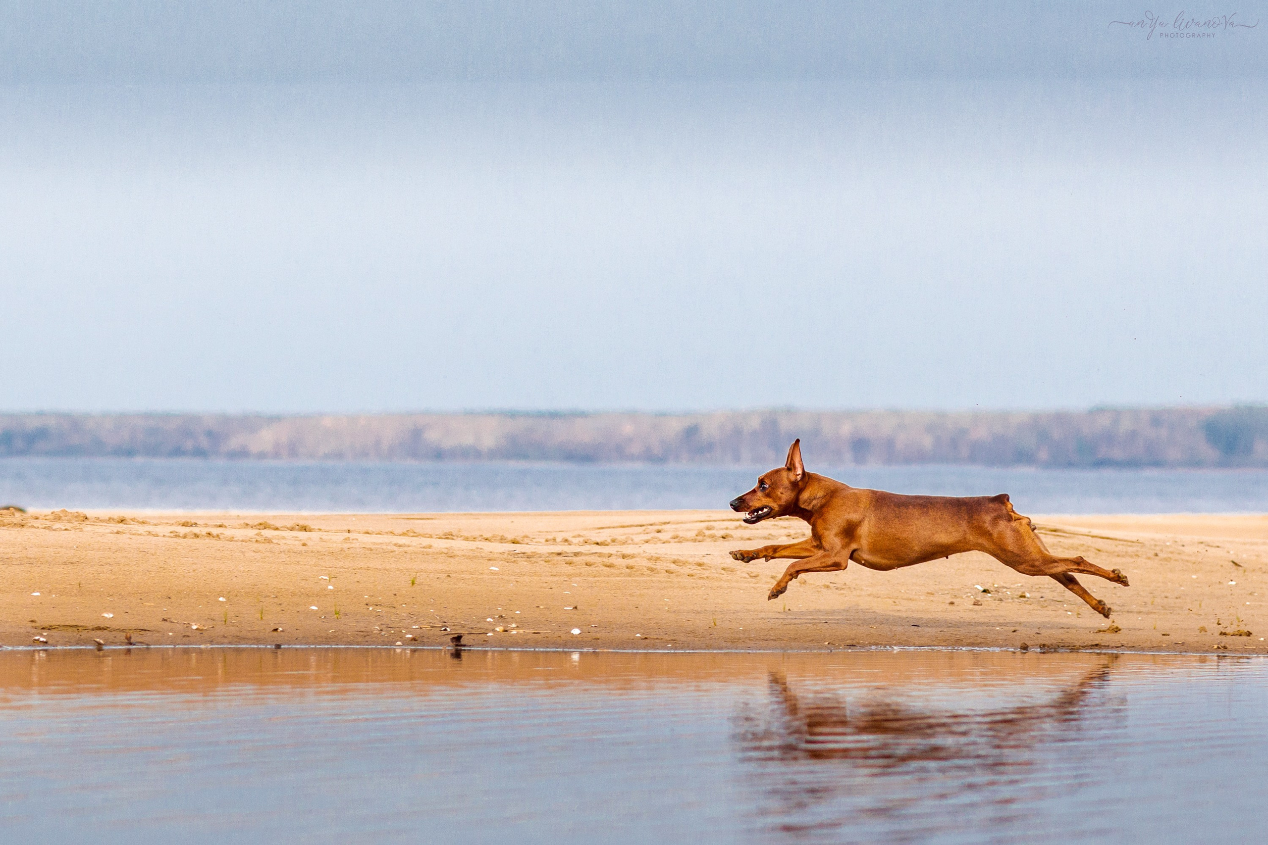 Киви на берегу. Фотограф анималист Аня Ливанова | Рыбинск