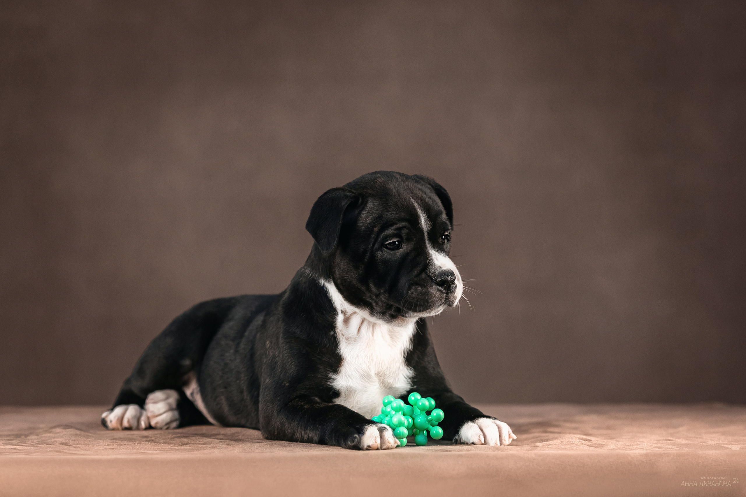 Стаффи. Фотограф анималист Аня Ливанова | Рыбинск