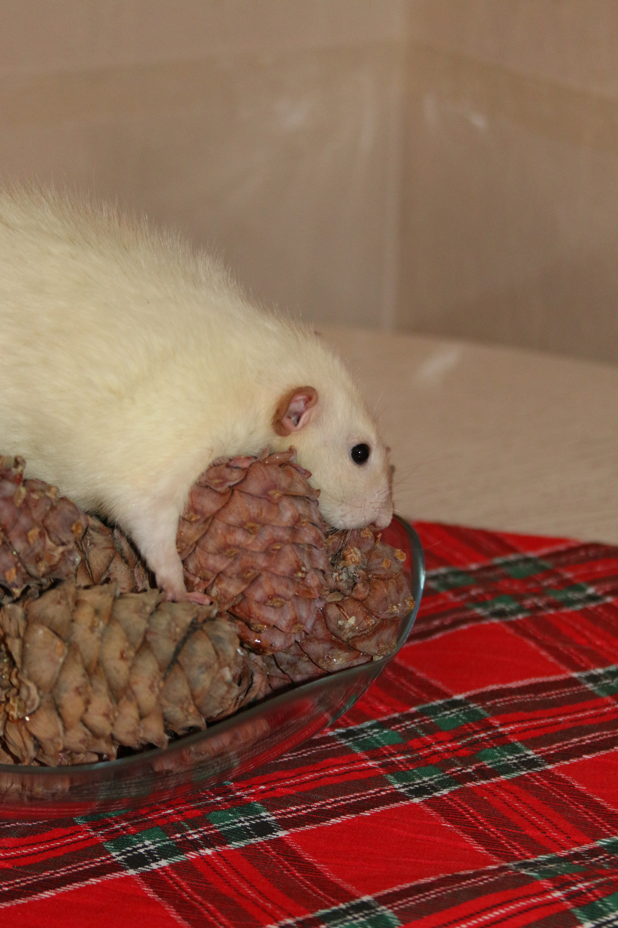 Съемка с питомцем