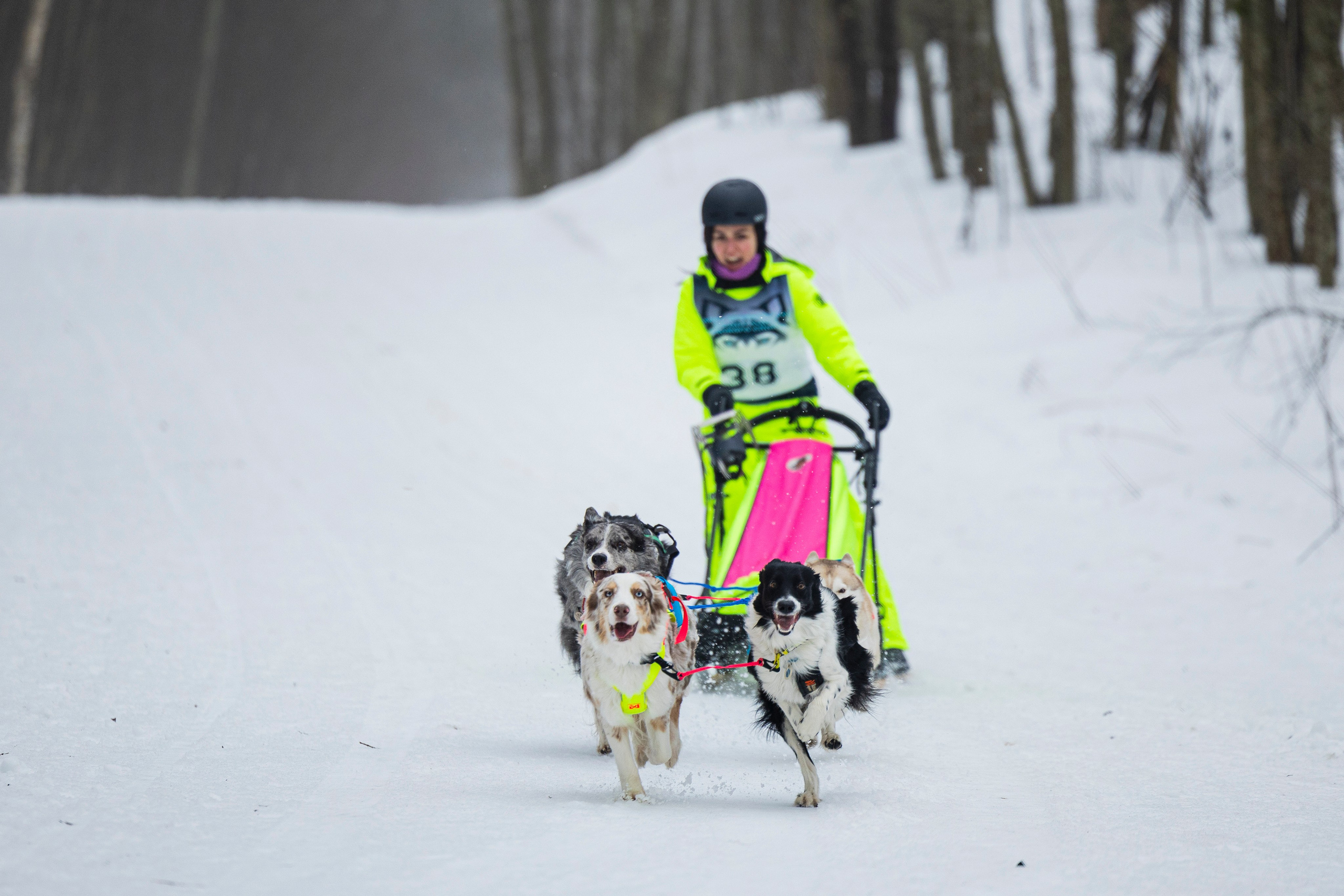 Зимний Чемпионат Санкт-Петербурга по ездовому спорту. Фотограф-анималист Анна Маринич