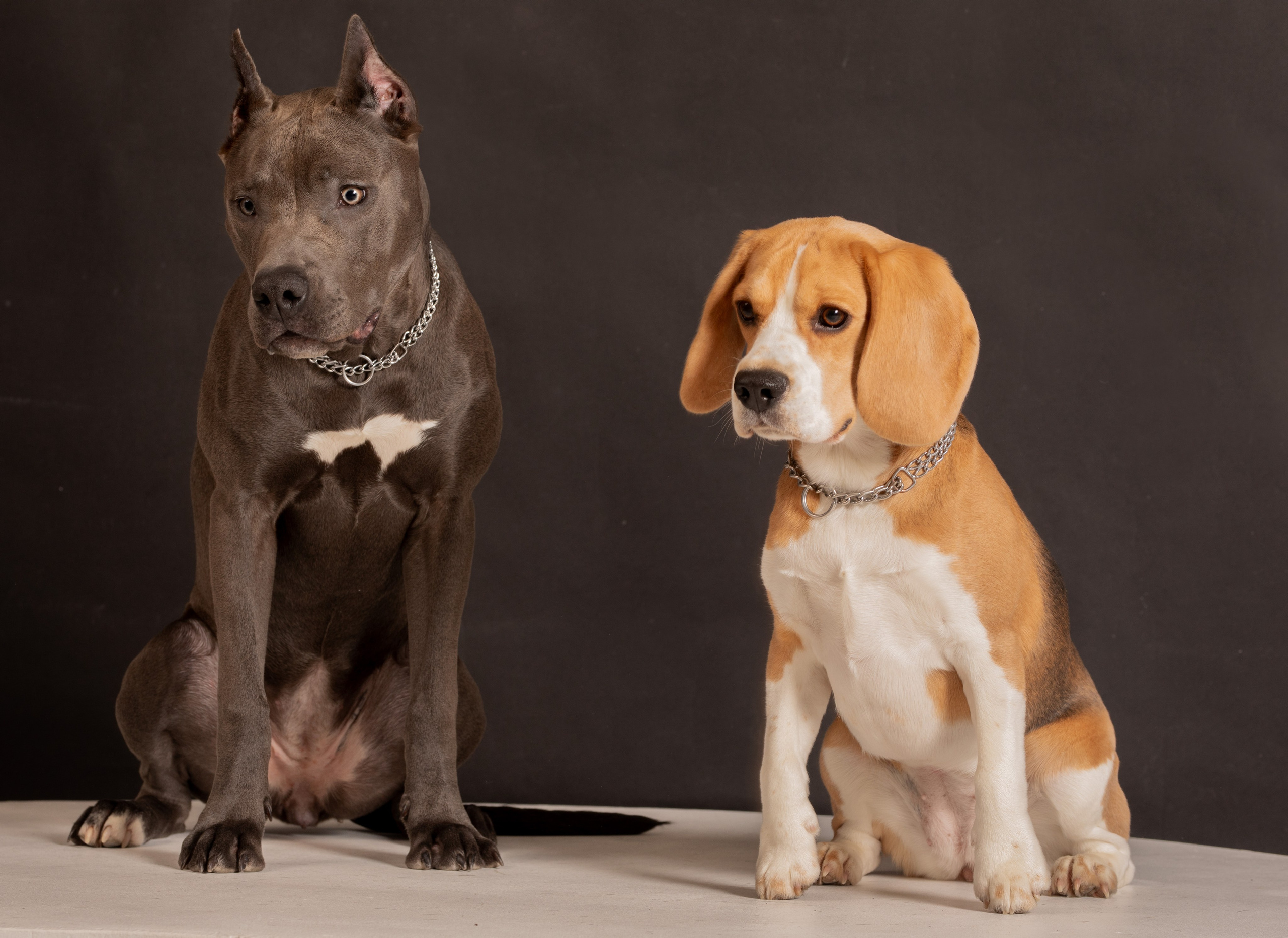 Студийные фотосъёмки. Фотограф-анималист Павлова Любовь