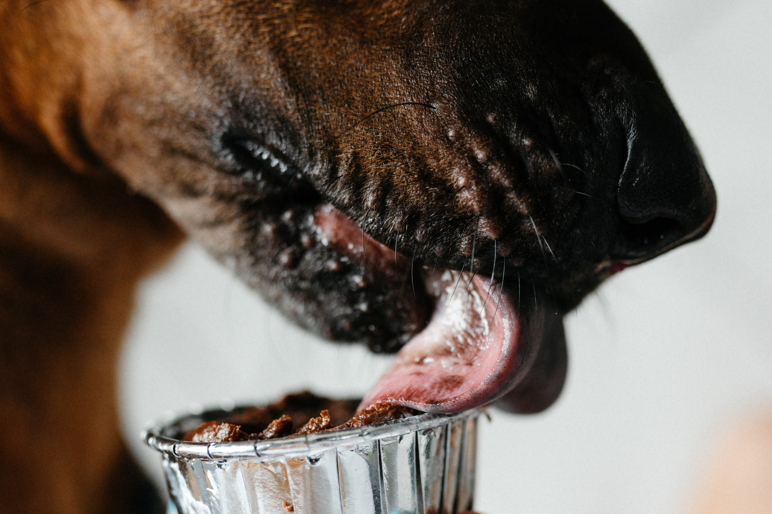 Оксана и Зевс. Фотограф анималист в Москве Ольга Агушева