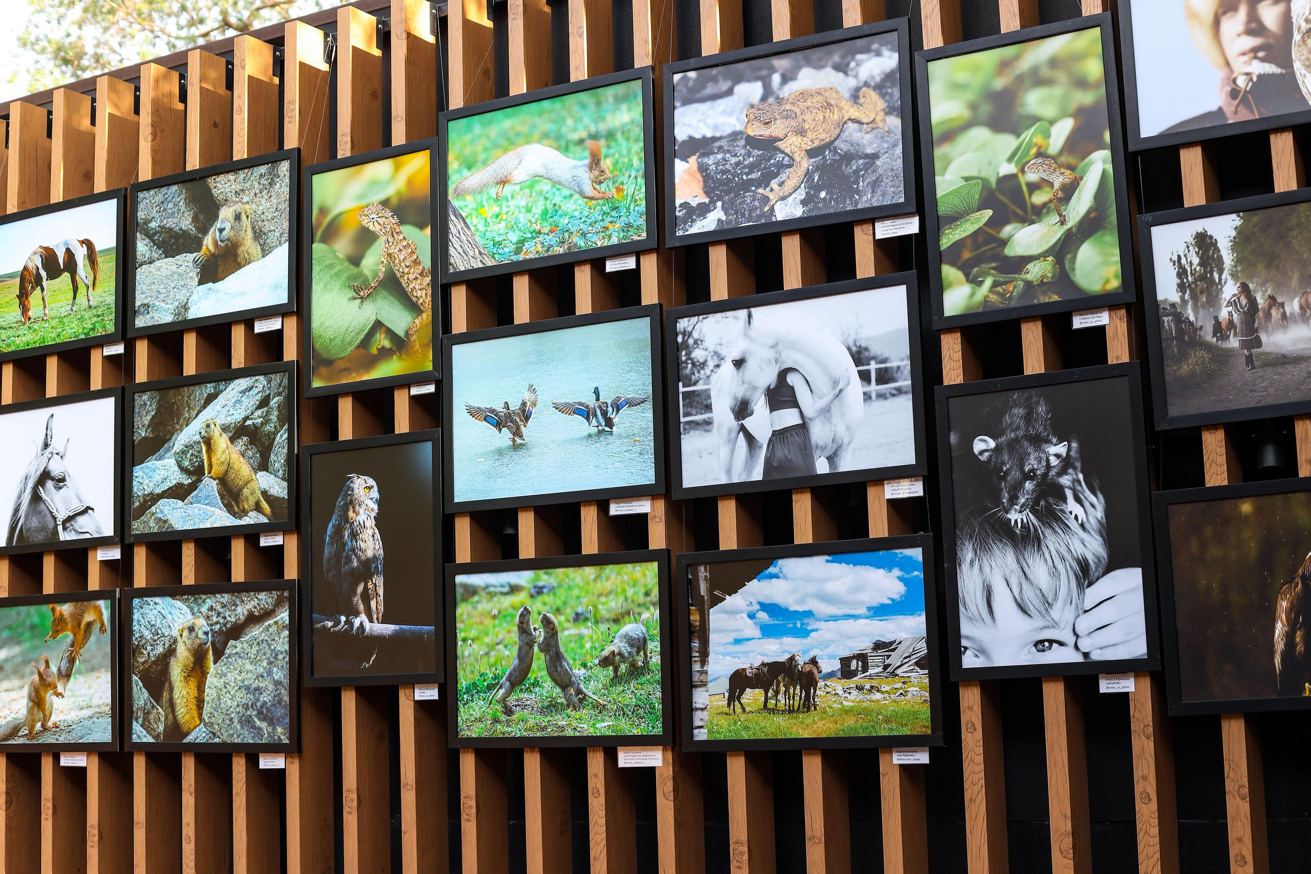 Выставки. Семейный и детский фотограф в Алматы Юровских Инесса