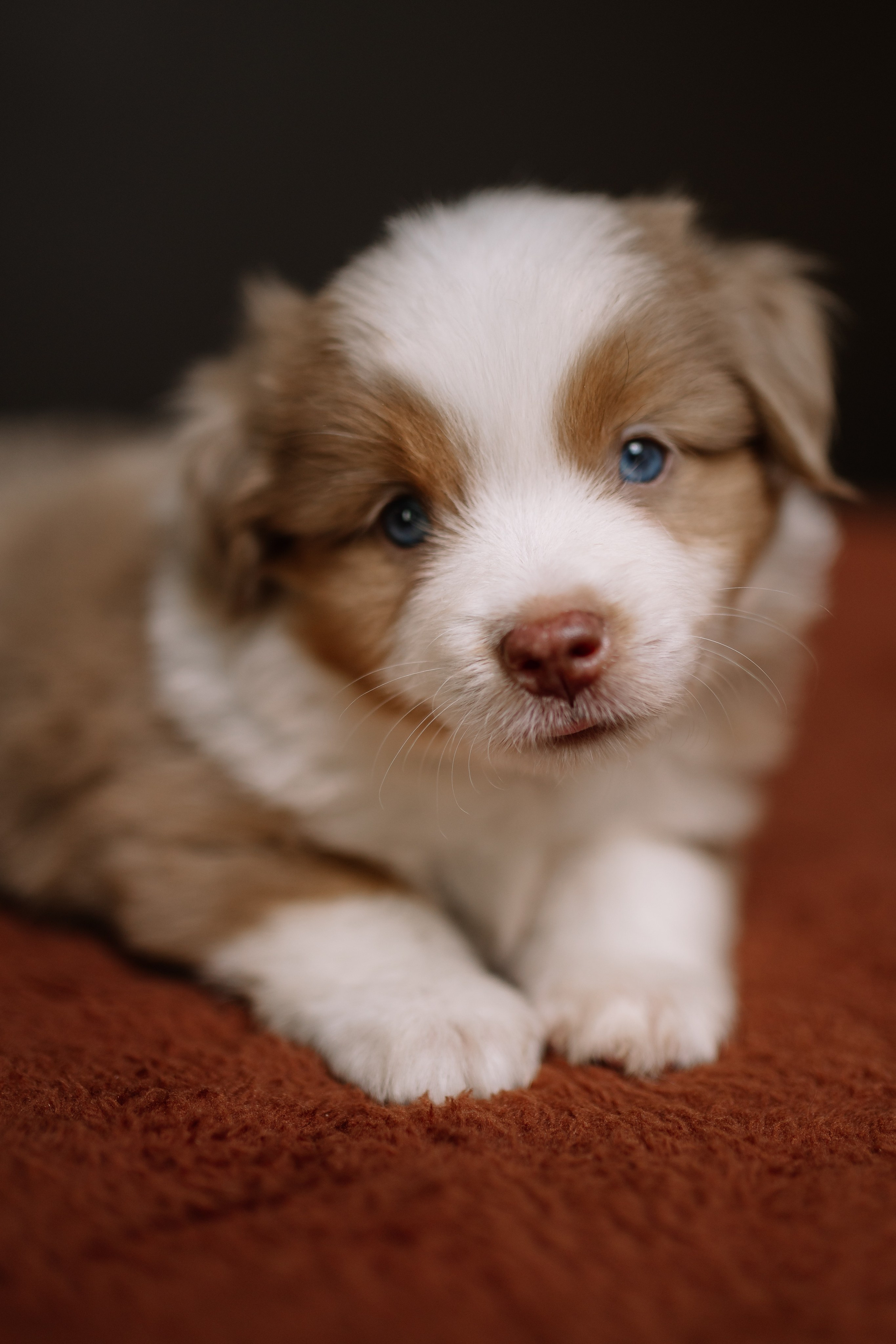 Щенки Миниатюрной американской овчарки. В студии. Фотограф Александра Кузнецова