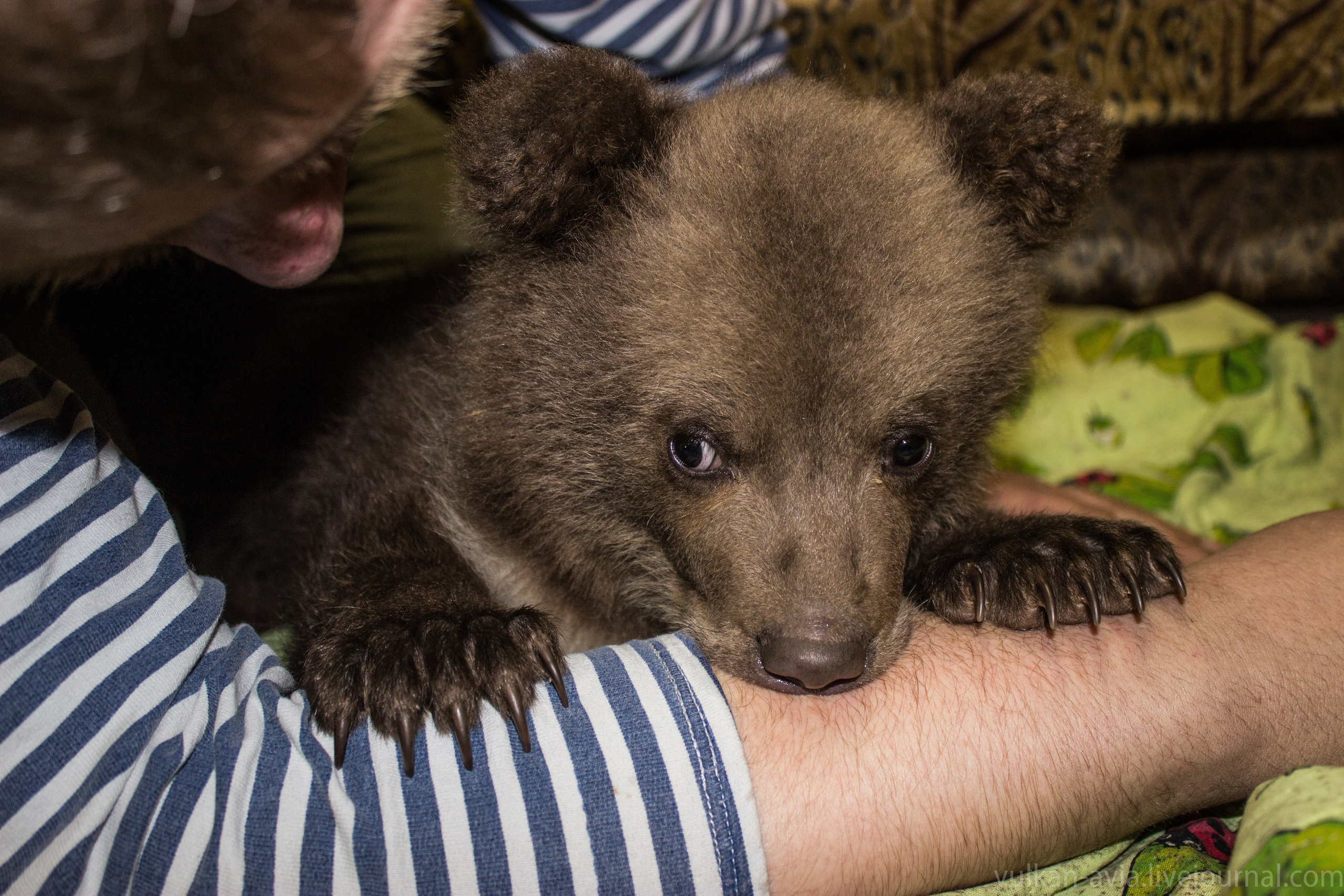 Медведь Мансур. Фотоальбом показывающий увлекательный мир авиации и мир медведей Андрея Иванова