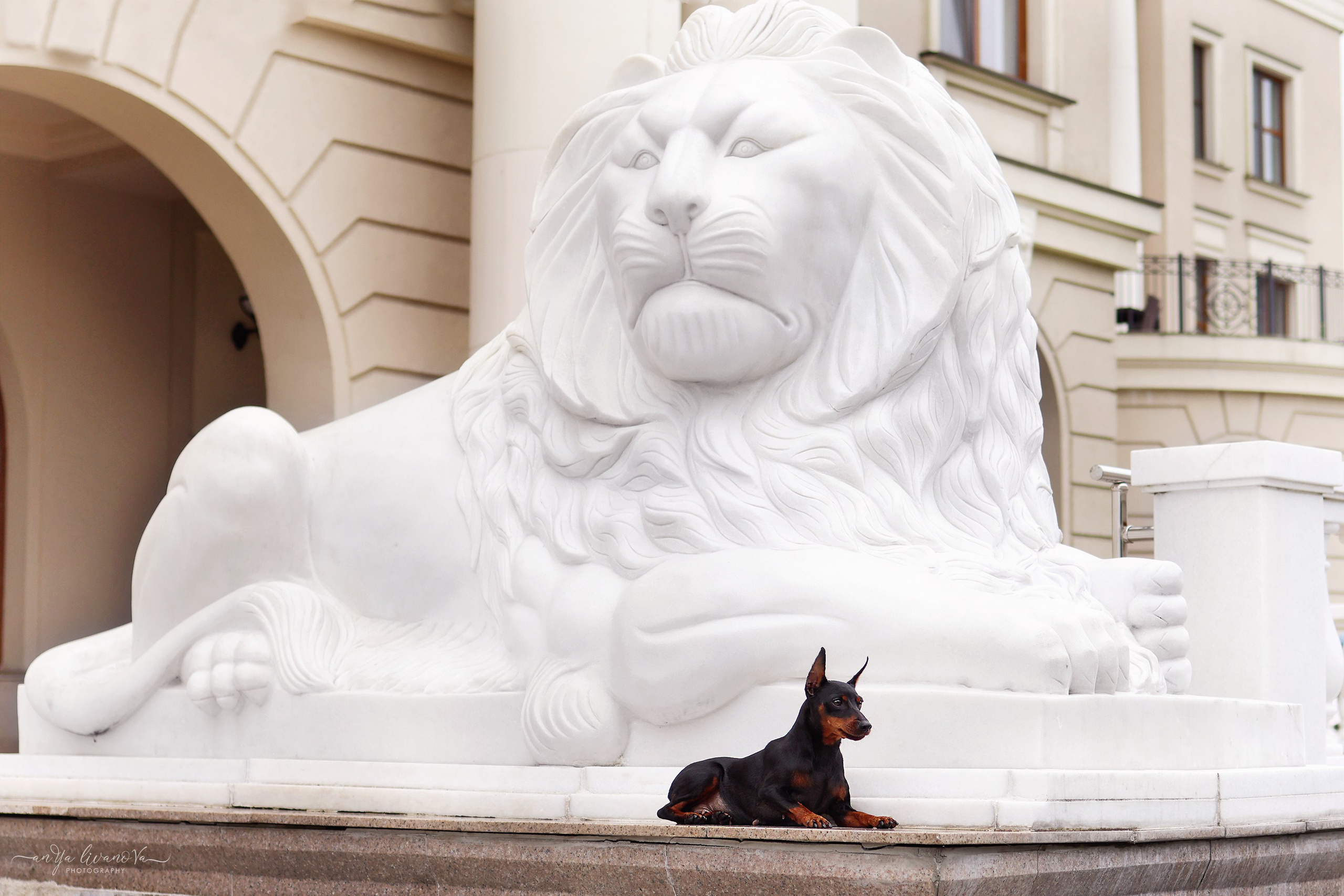 Ляля и Марфа. Фотограф анималист Аня Ливанова | Рыбинск