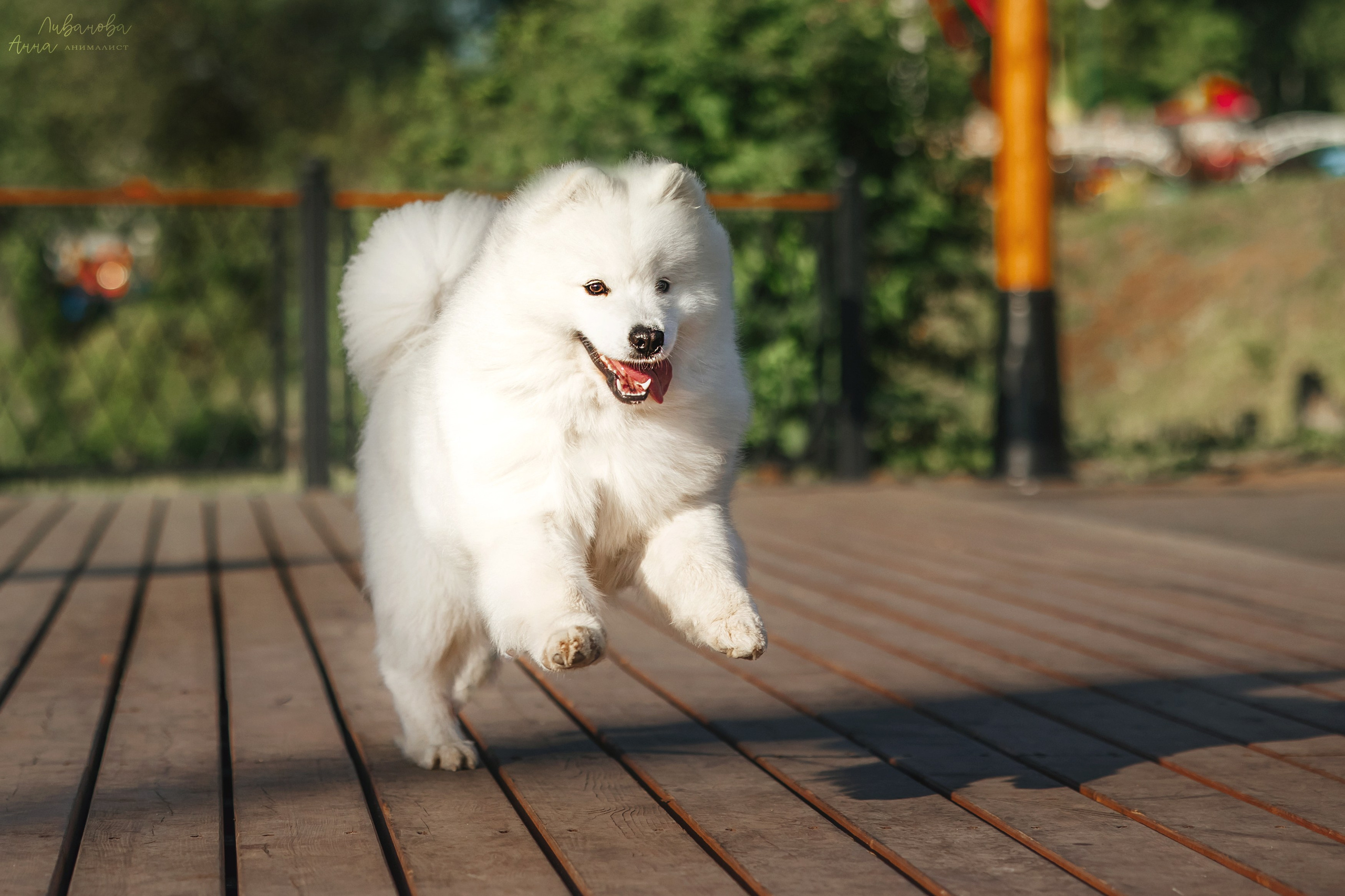 Наташа и Кимми. Фотограф анималист Аня Ливанова | Рыбинск