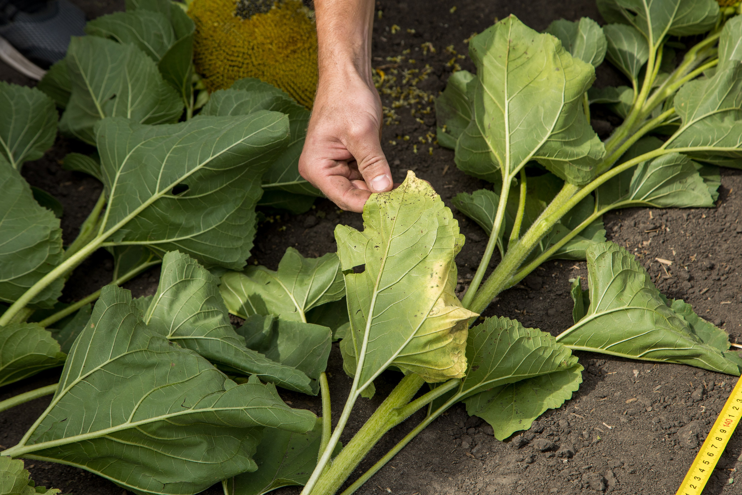 Решения для сельского хозяйства BASF 16.08.2022. Владислав Волков | Фотография и видеосъемка в Воронеже