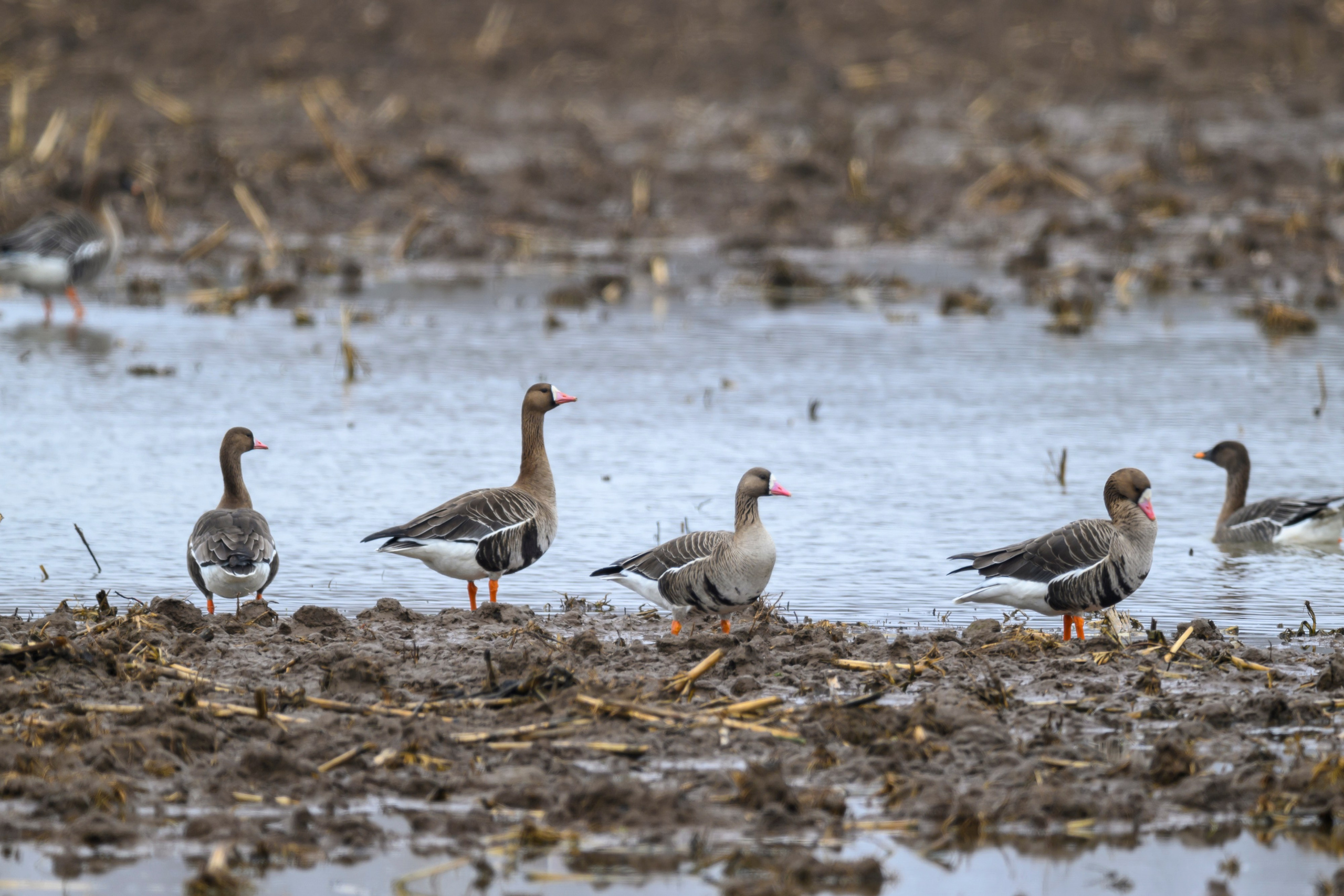 Гуси да журавли. Wildlife photography by Sergey Puponin