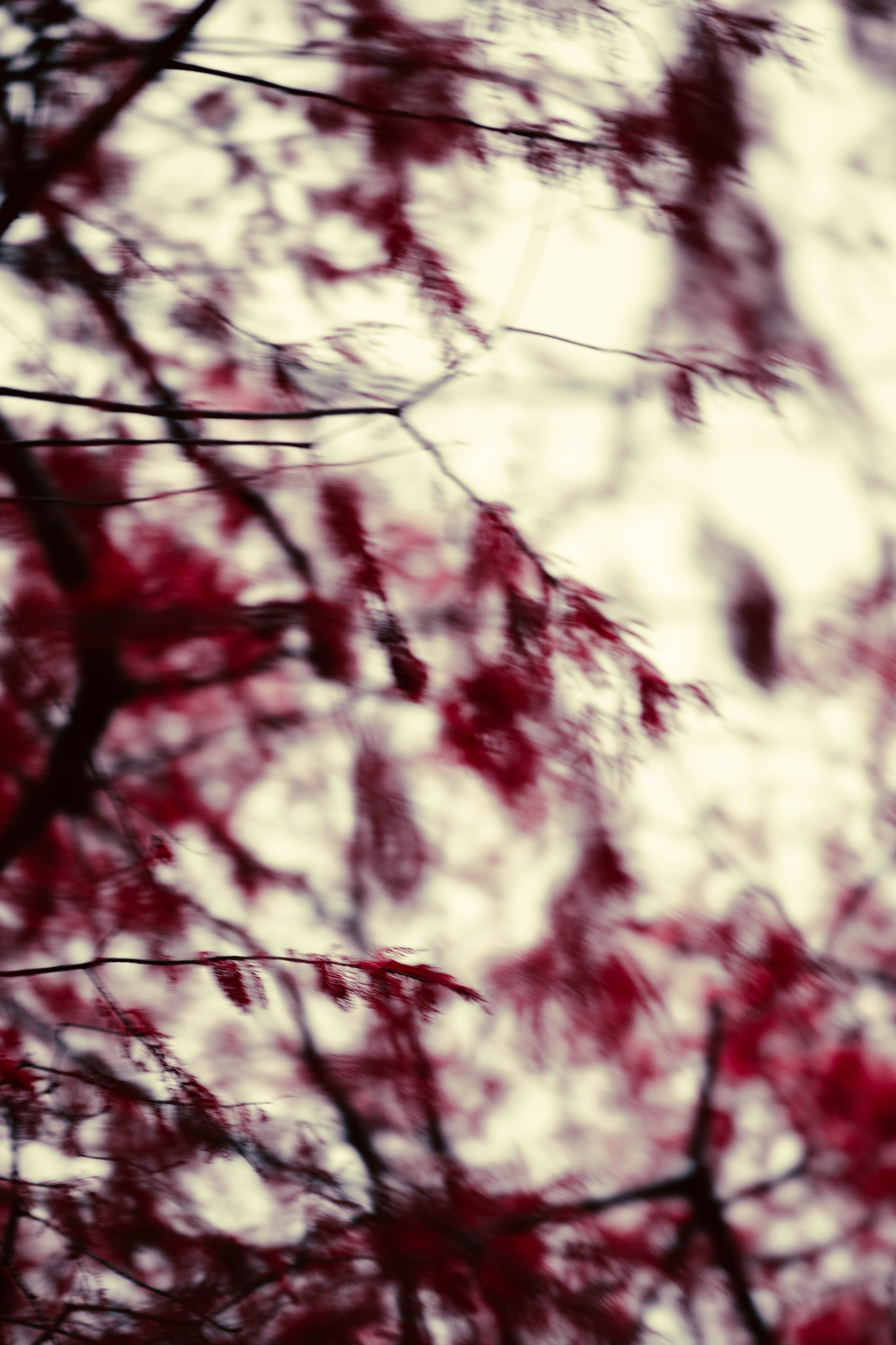 Проект «Лилия». Фотограф Краснодара