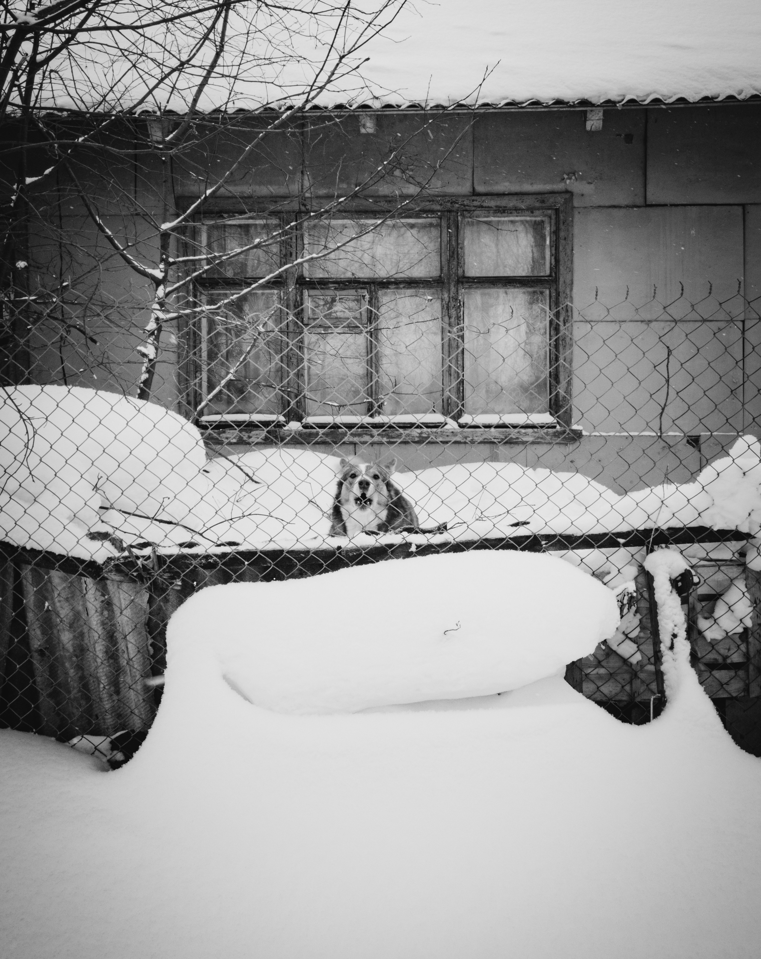 Собаки. Фотограф Александр Тихонов