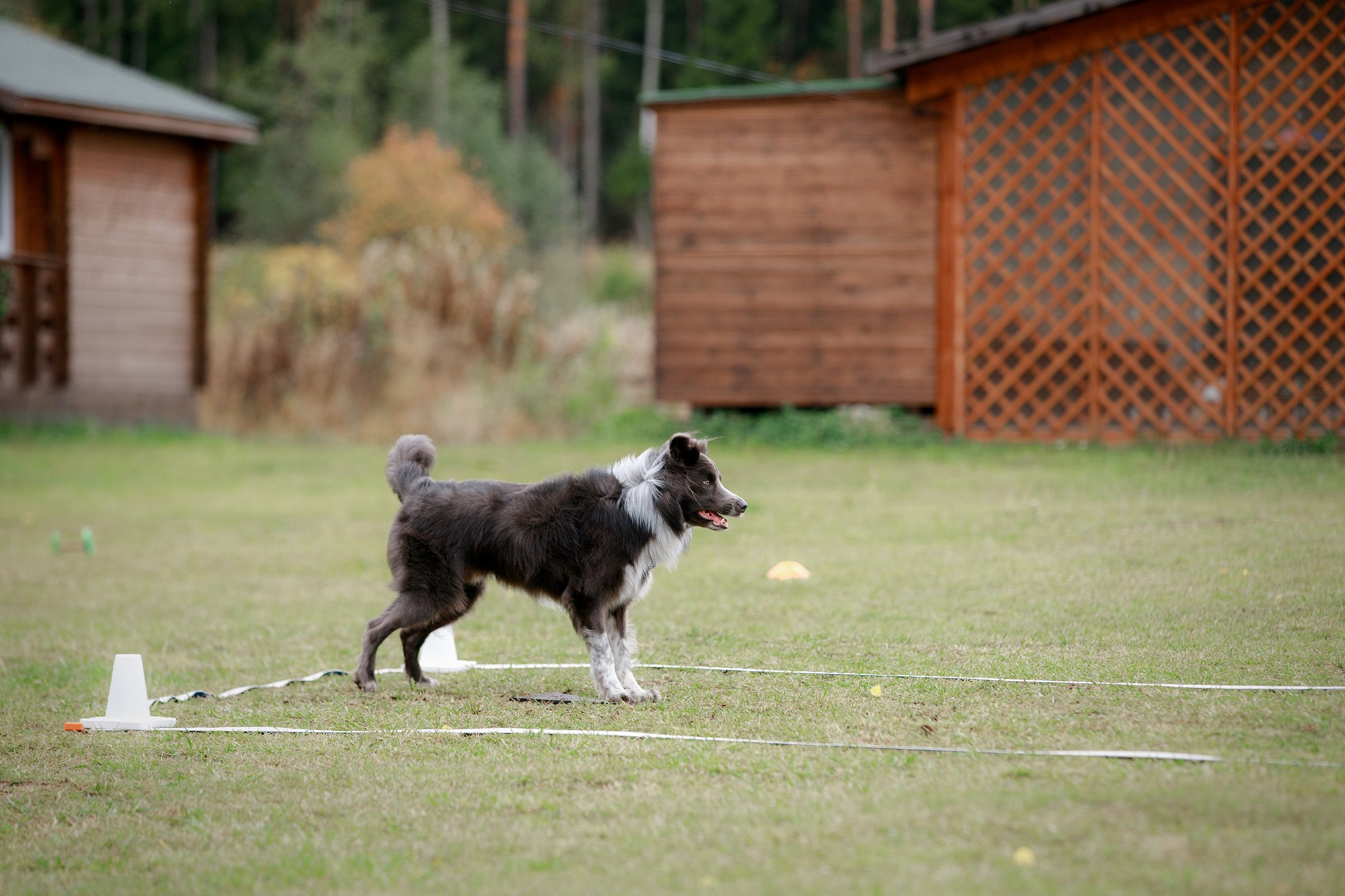 Лагерь по ОБД с Инной Баженовой. Фотограф-анималист Mary Mart — Москва, Питер