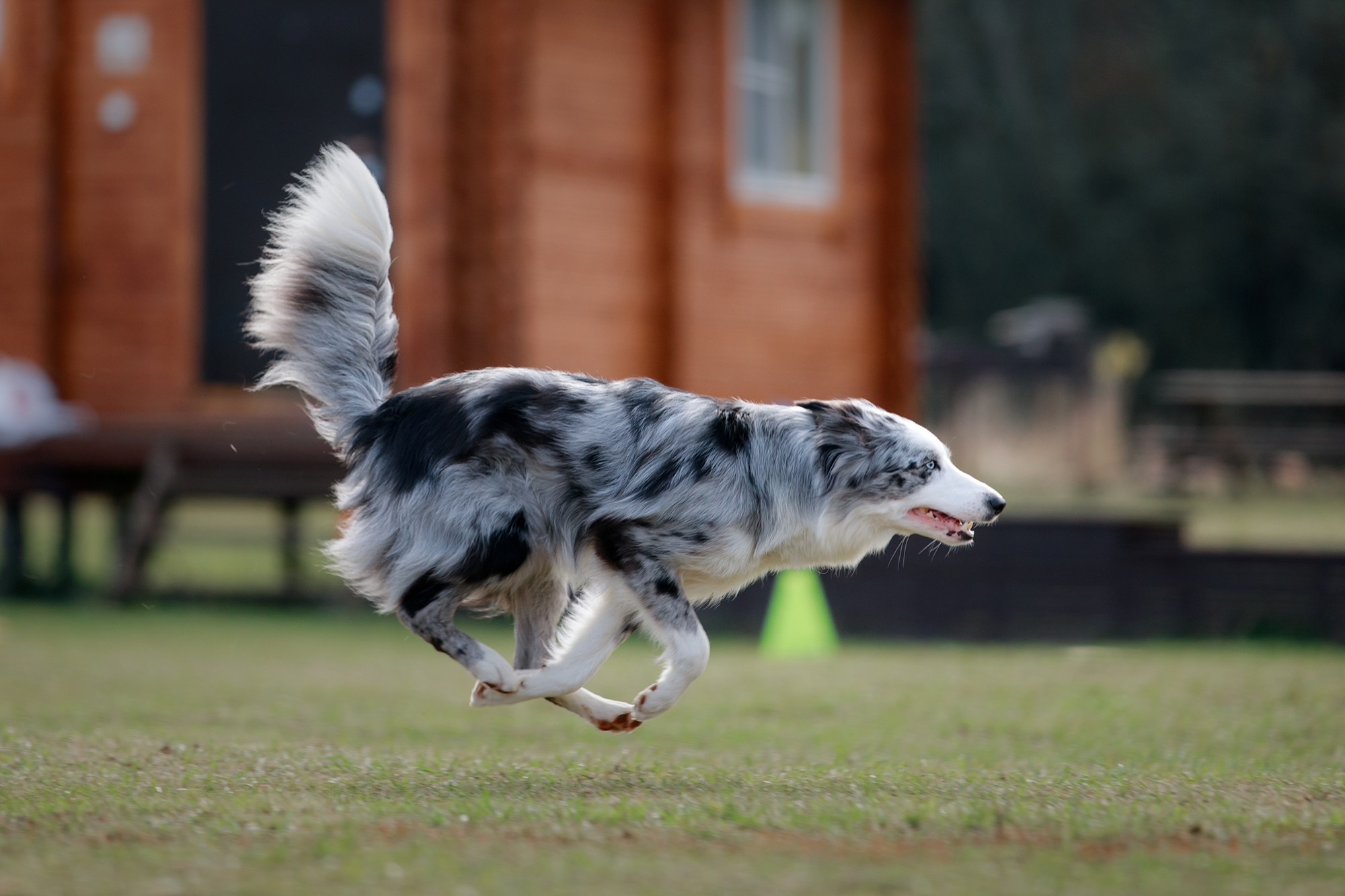 Лагерь по ОБД с Инной Баженовой. Фотограф-анималист Mary Mart — Москва, Питер