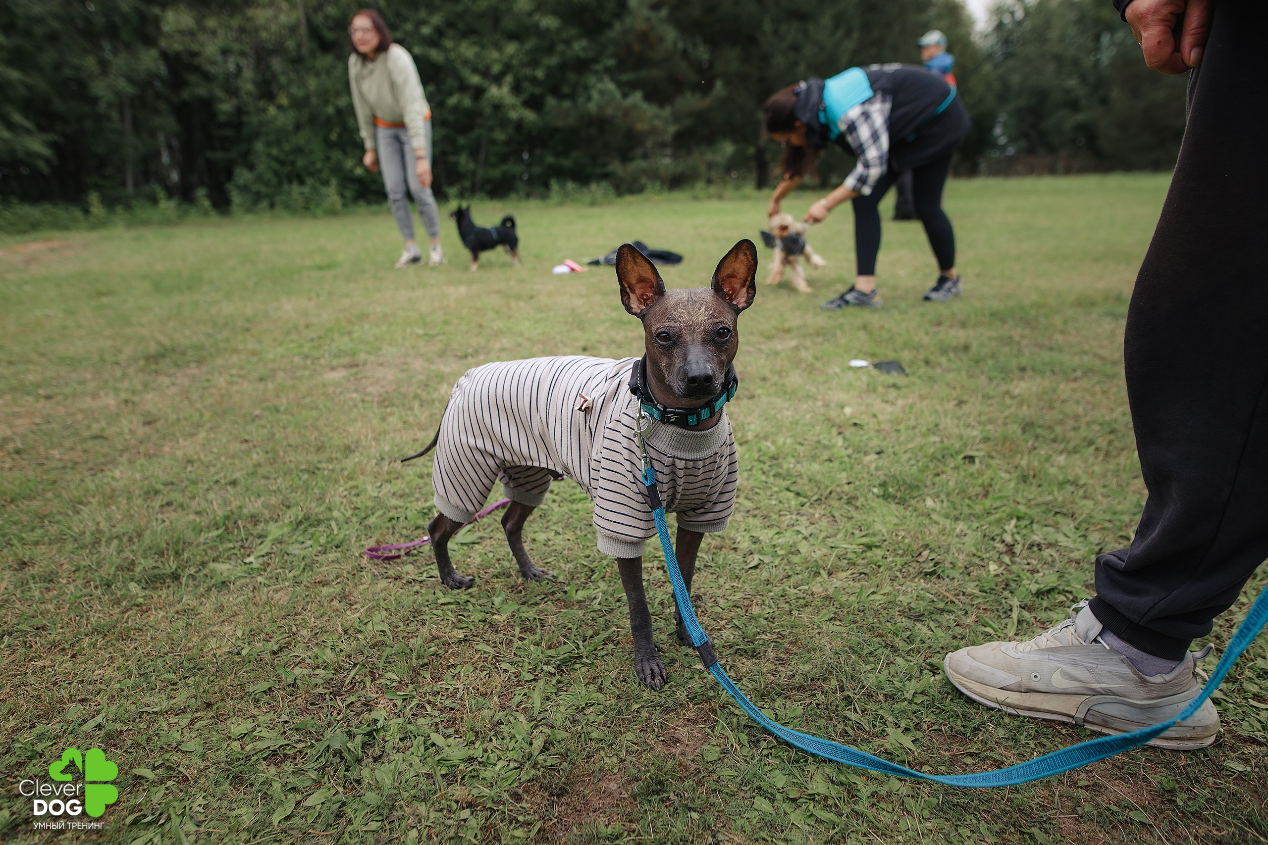 Кинологический лагерь CleverDog, 2024. Фотограф-анималист Mary Mart — Москва, Питер