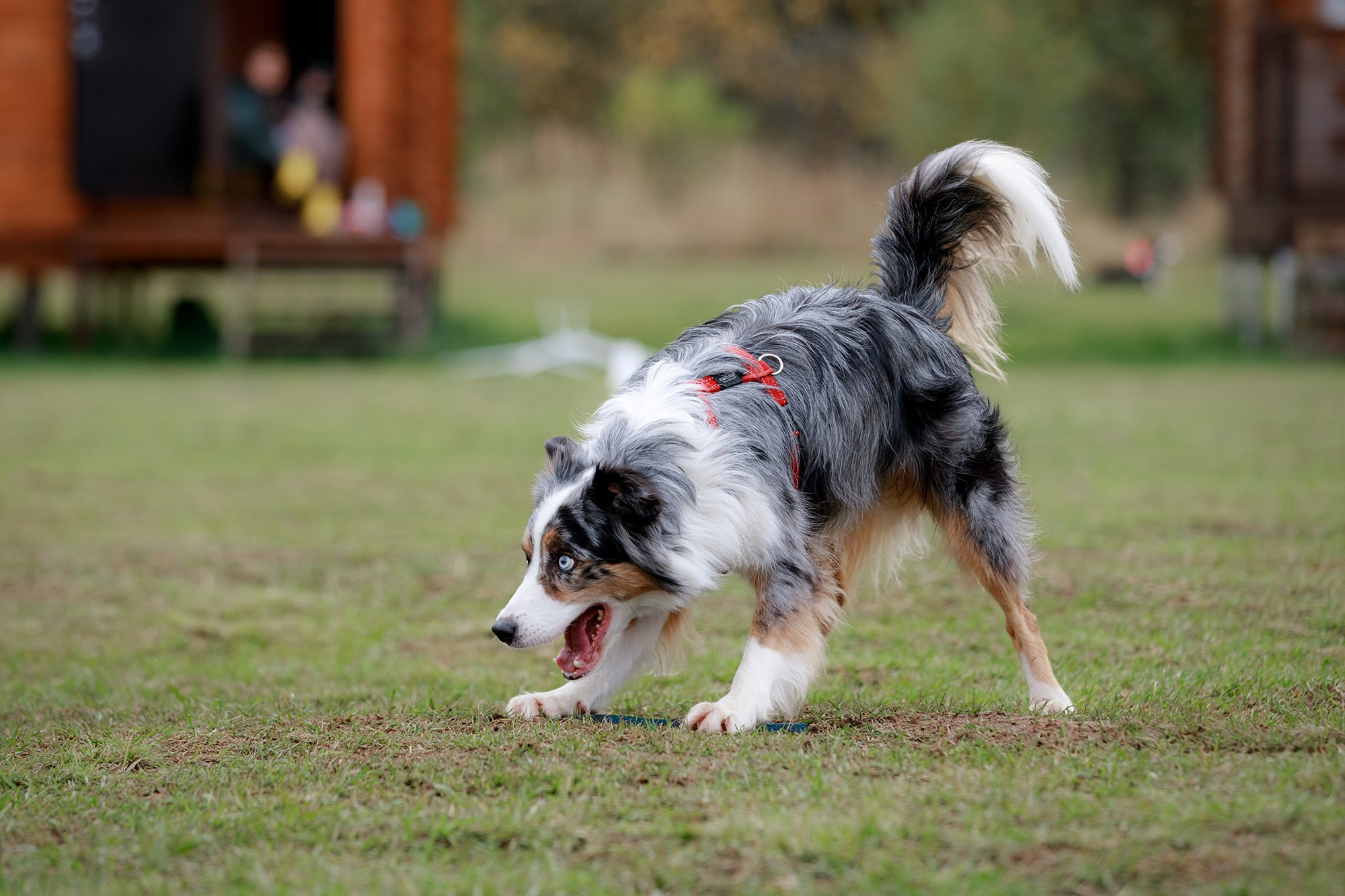 Лагерь по ОБД с Инной Баженовой. Фотограф-анималист Mary Mart — Москва, Питер