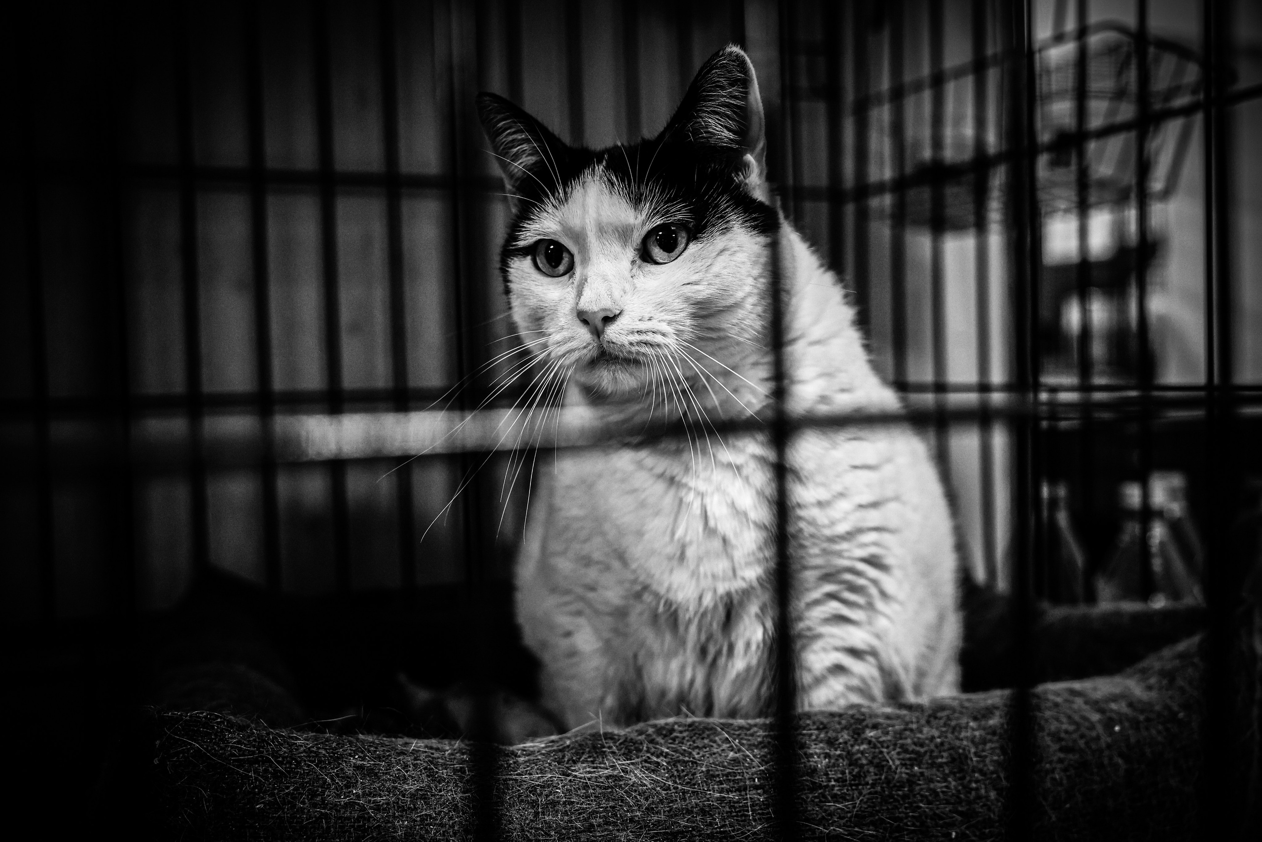 МУР КОША. Ekaterina Ageeva