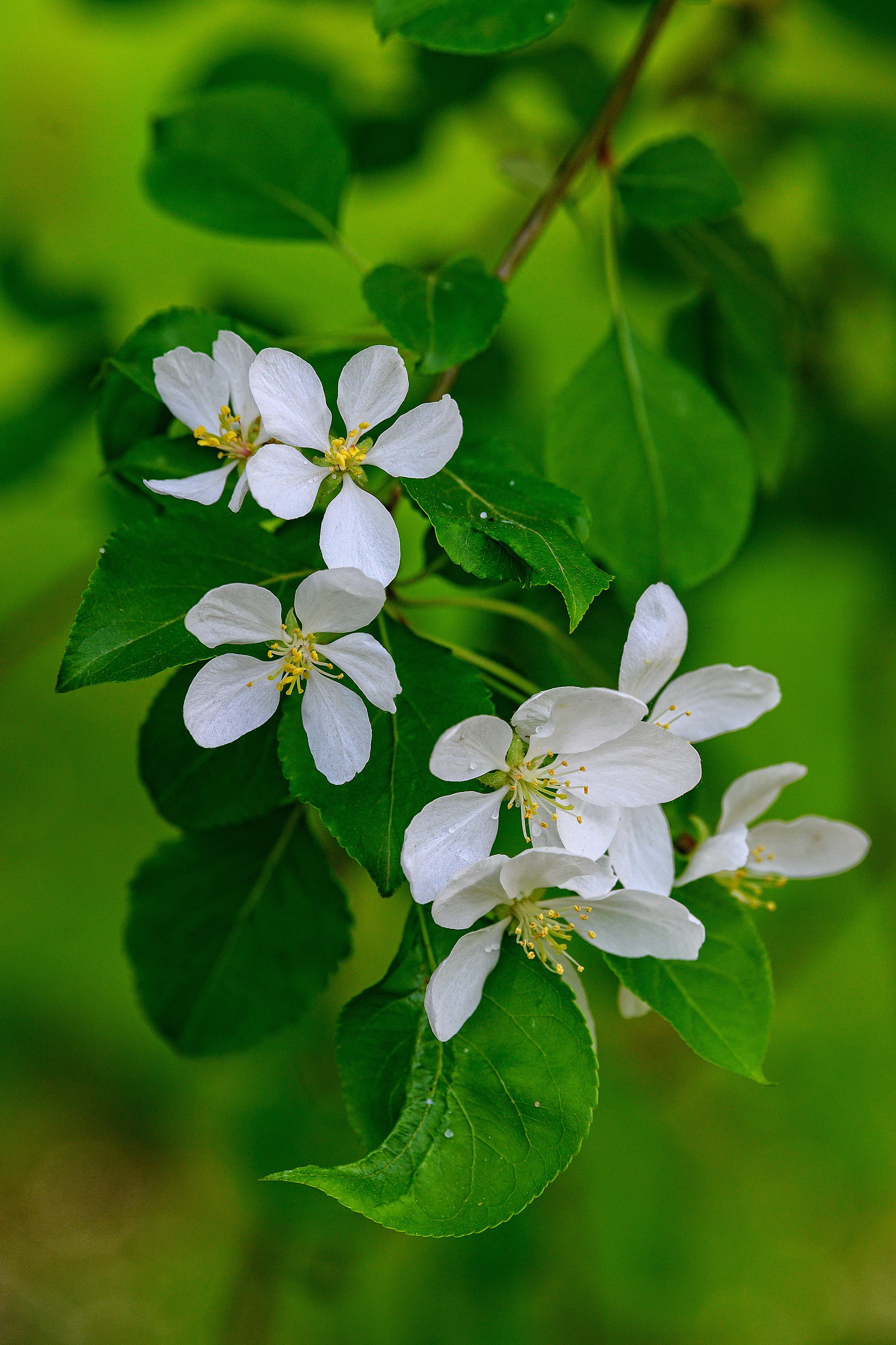 Весна. FotoGraf