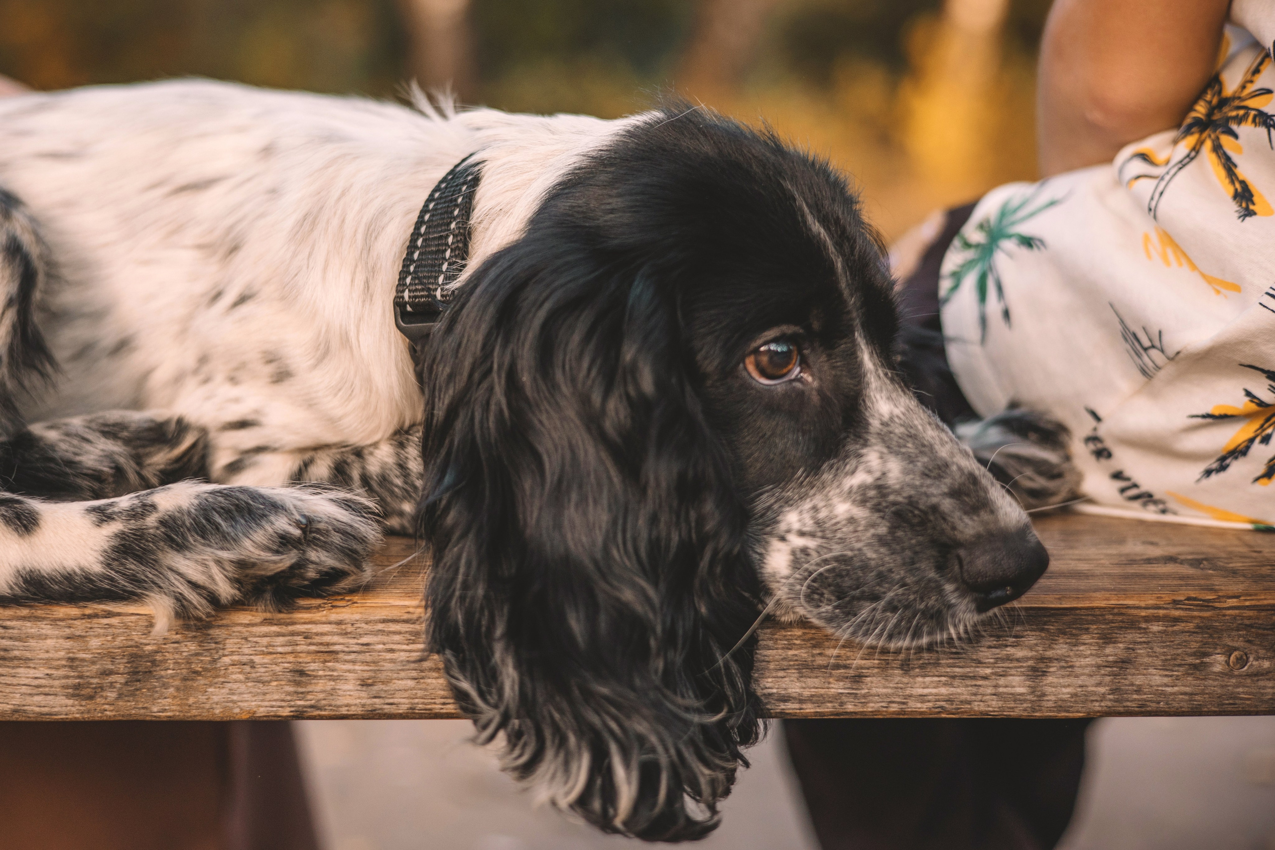 Рони, Вова и Светлана
