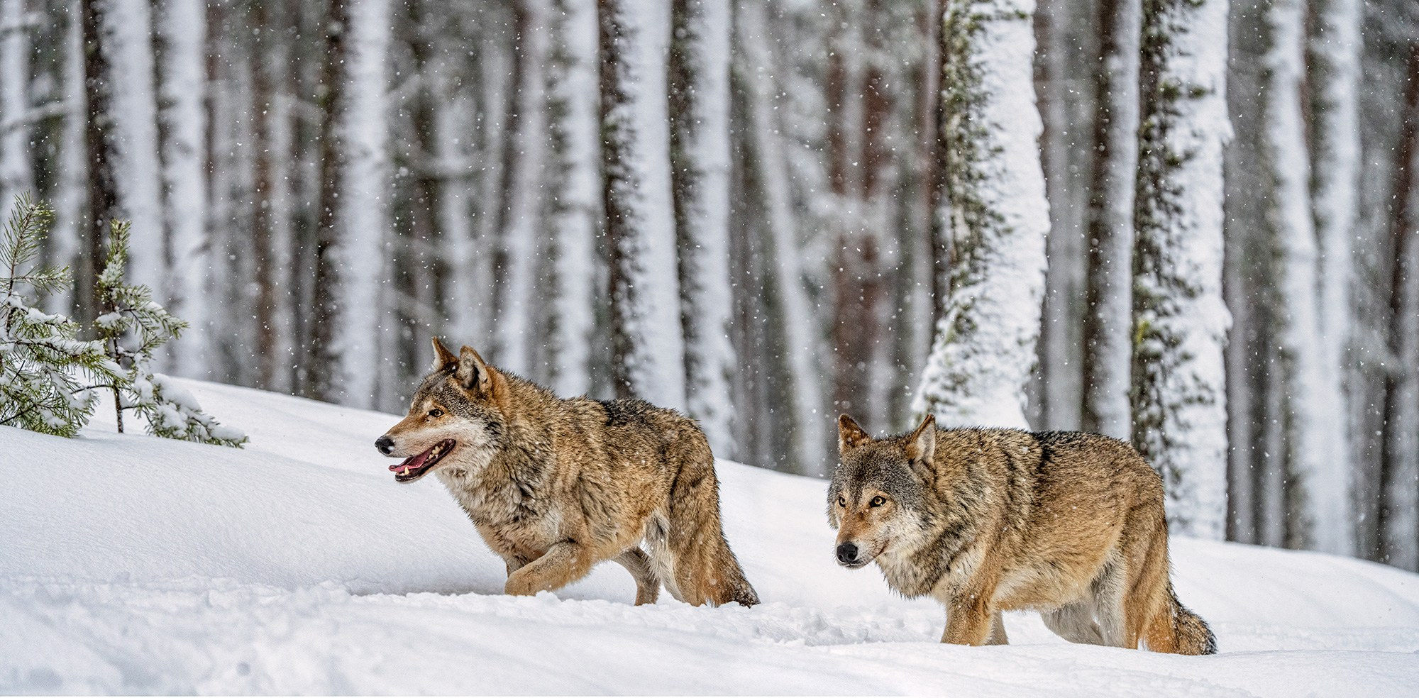 Зимой в Белоруссии. Фотограф Владимир Остапенко