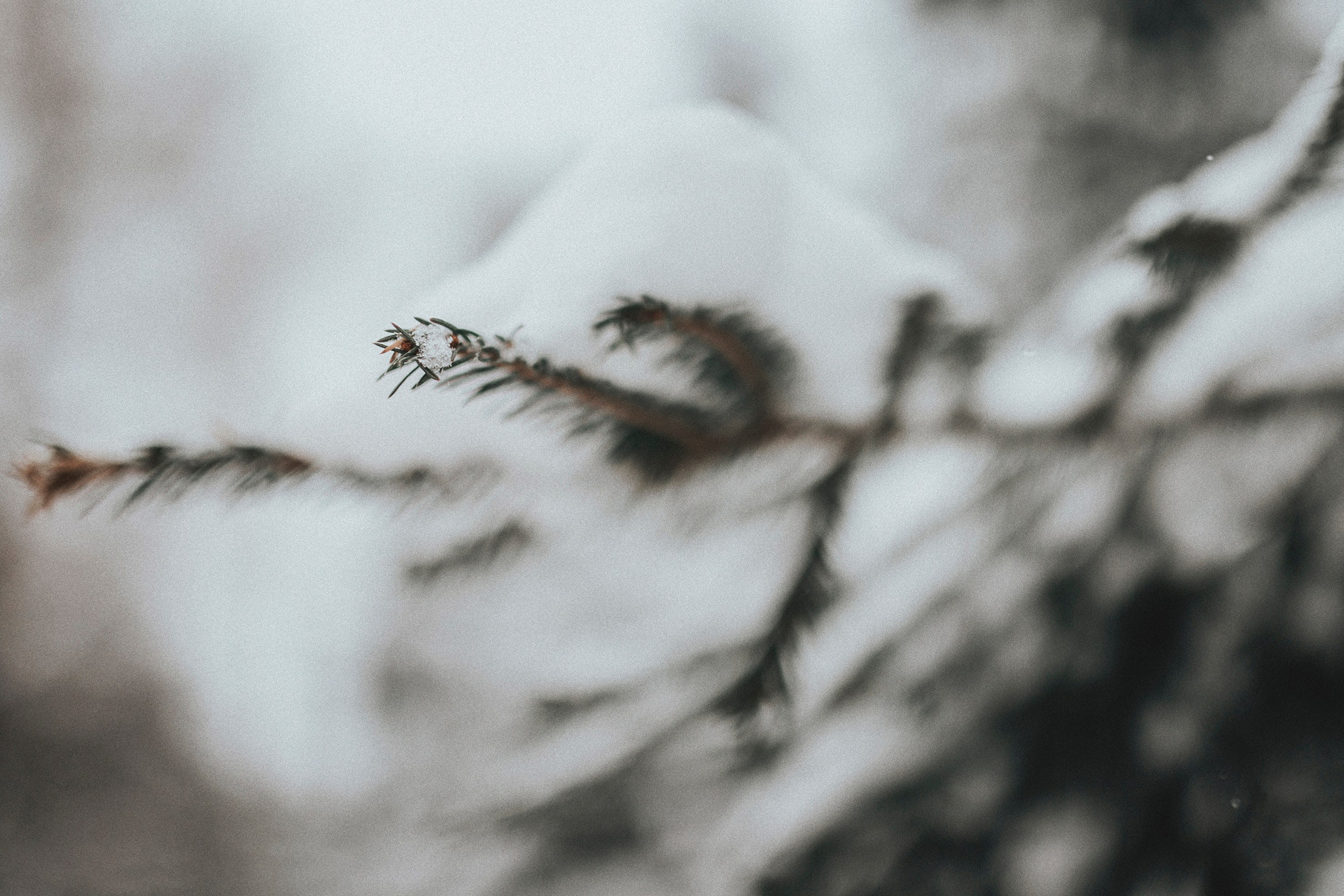 Природа. Команда фотографов Кристины Ивановой