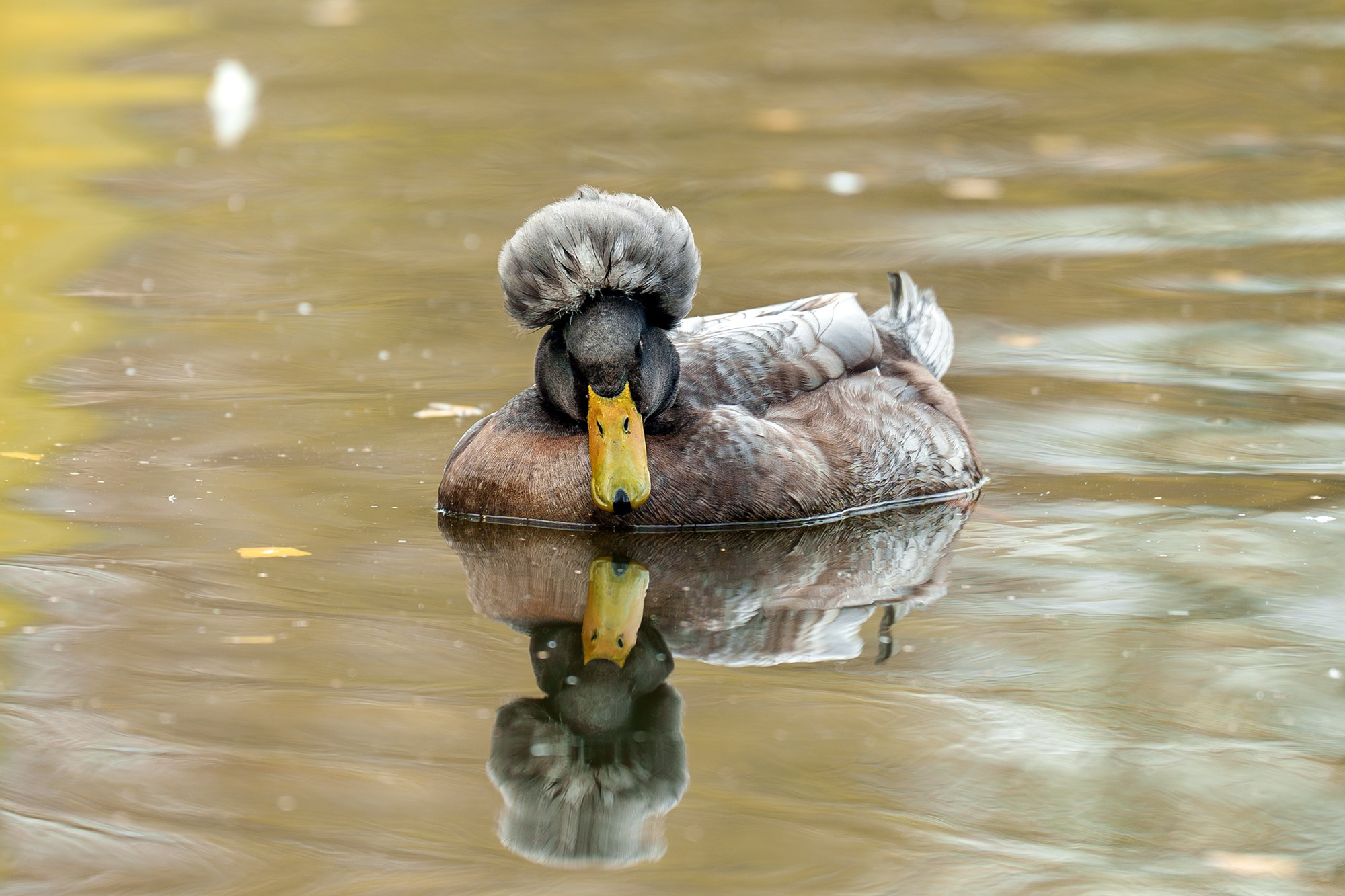 Удивительные мир птиц. Вокруг нас столько прекрасного — присмотритесь!. Ваш личный фотограф Марина Волкова
