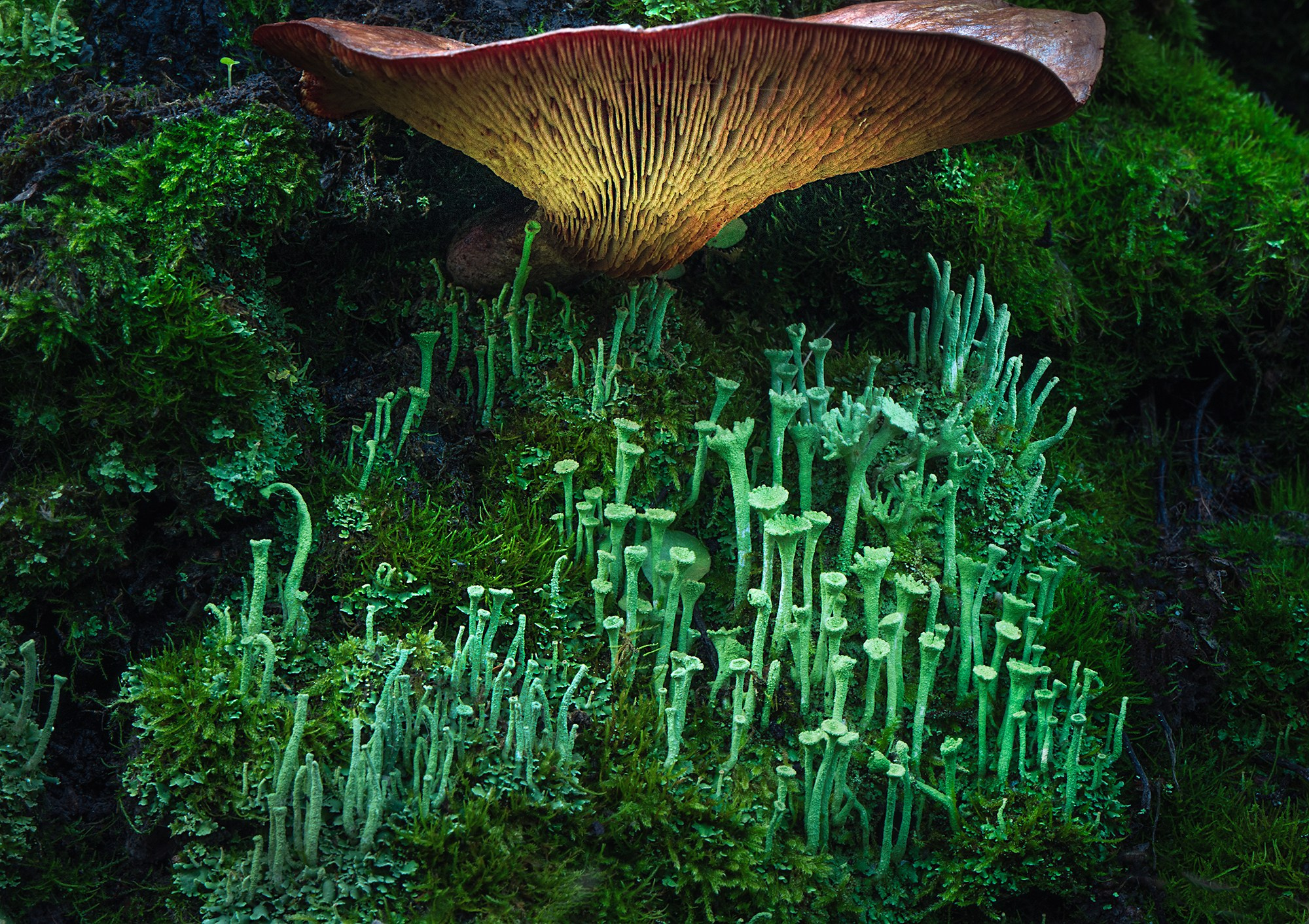 В мире цветов. Пейзажный фотограф Руслан Лукманов