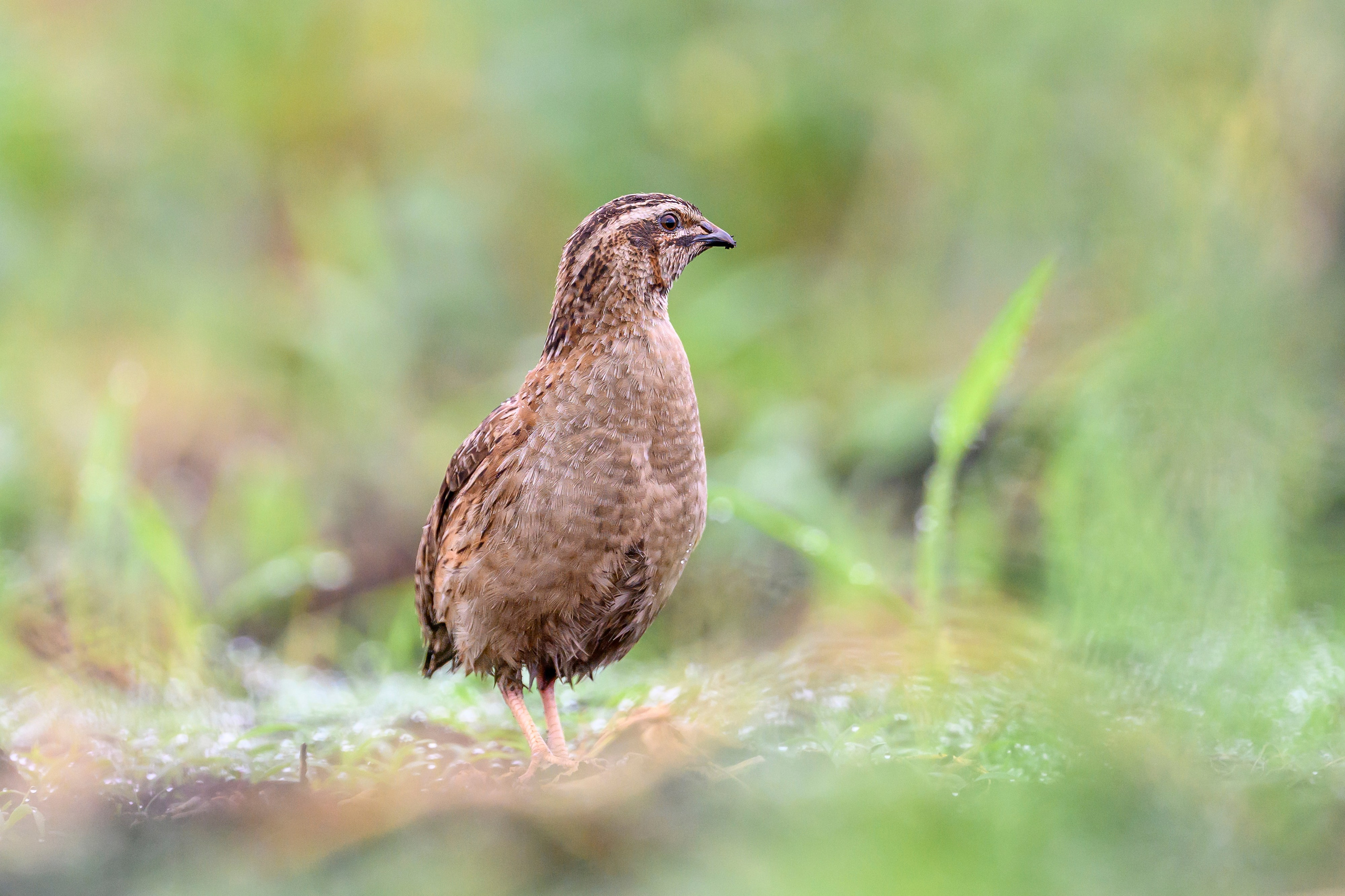 Перепела, часть III. Wildlife photography by Sergey Puponin