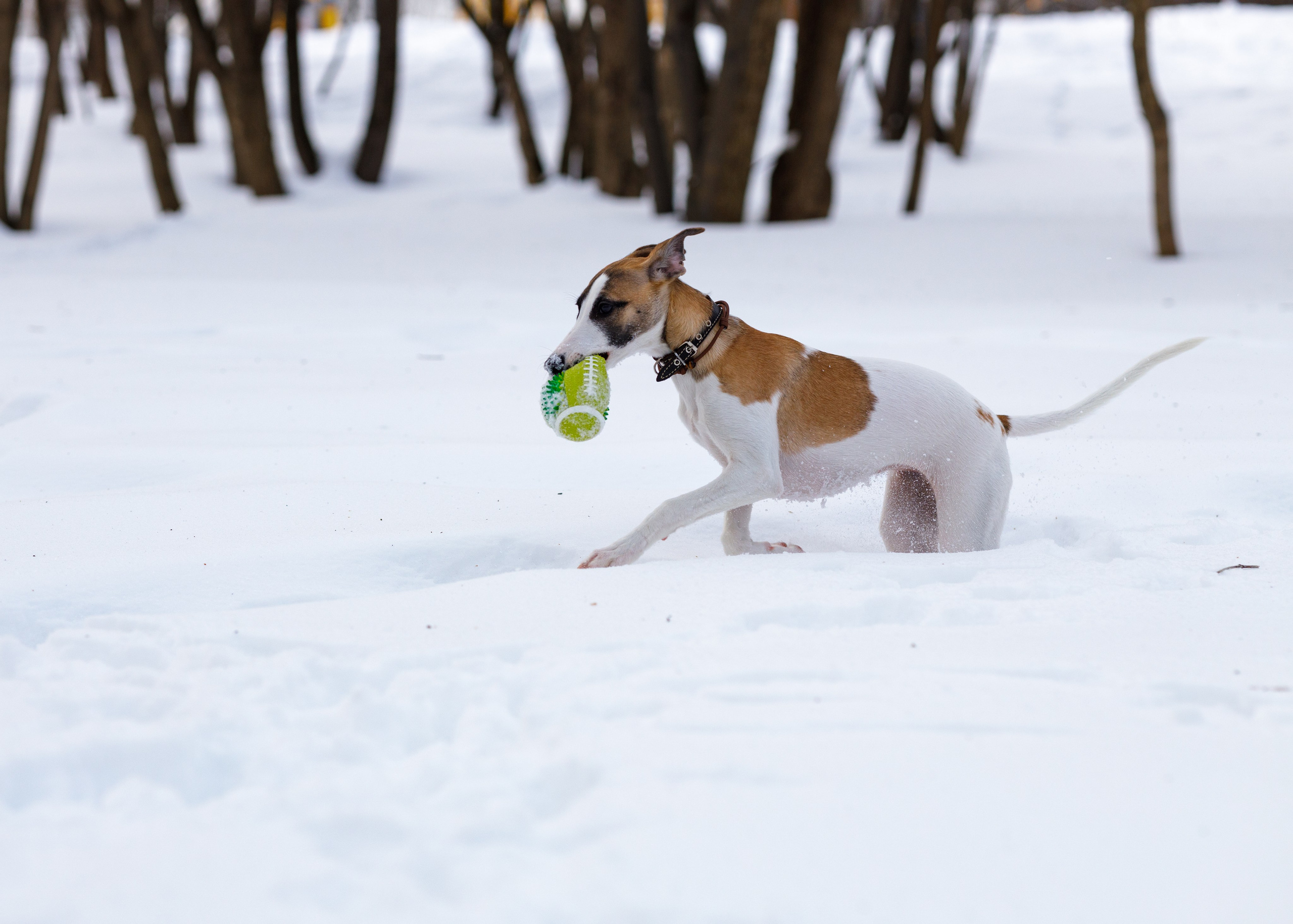 Ланди. Анна Самохина. Фотограф. Москва