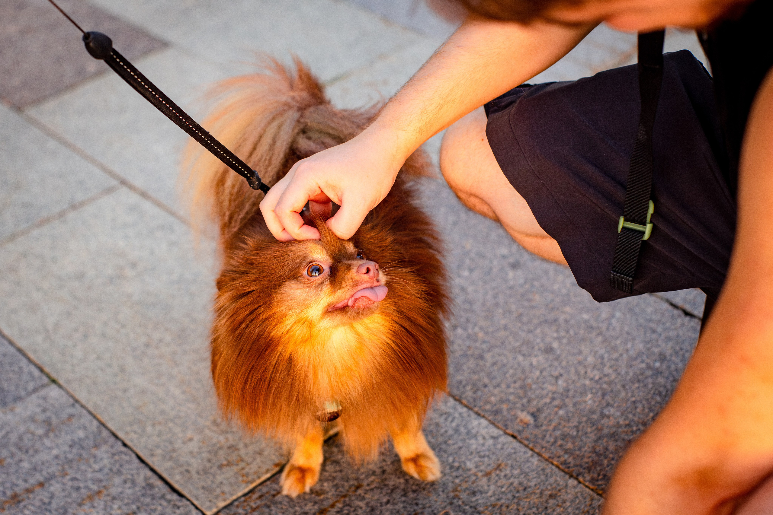 Настя и Жульен. Фотограф-анималист Мария Баркевич | Москва