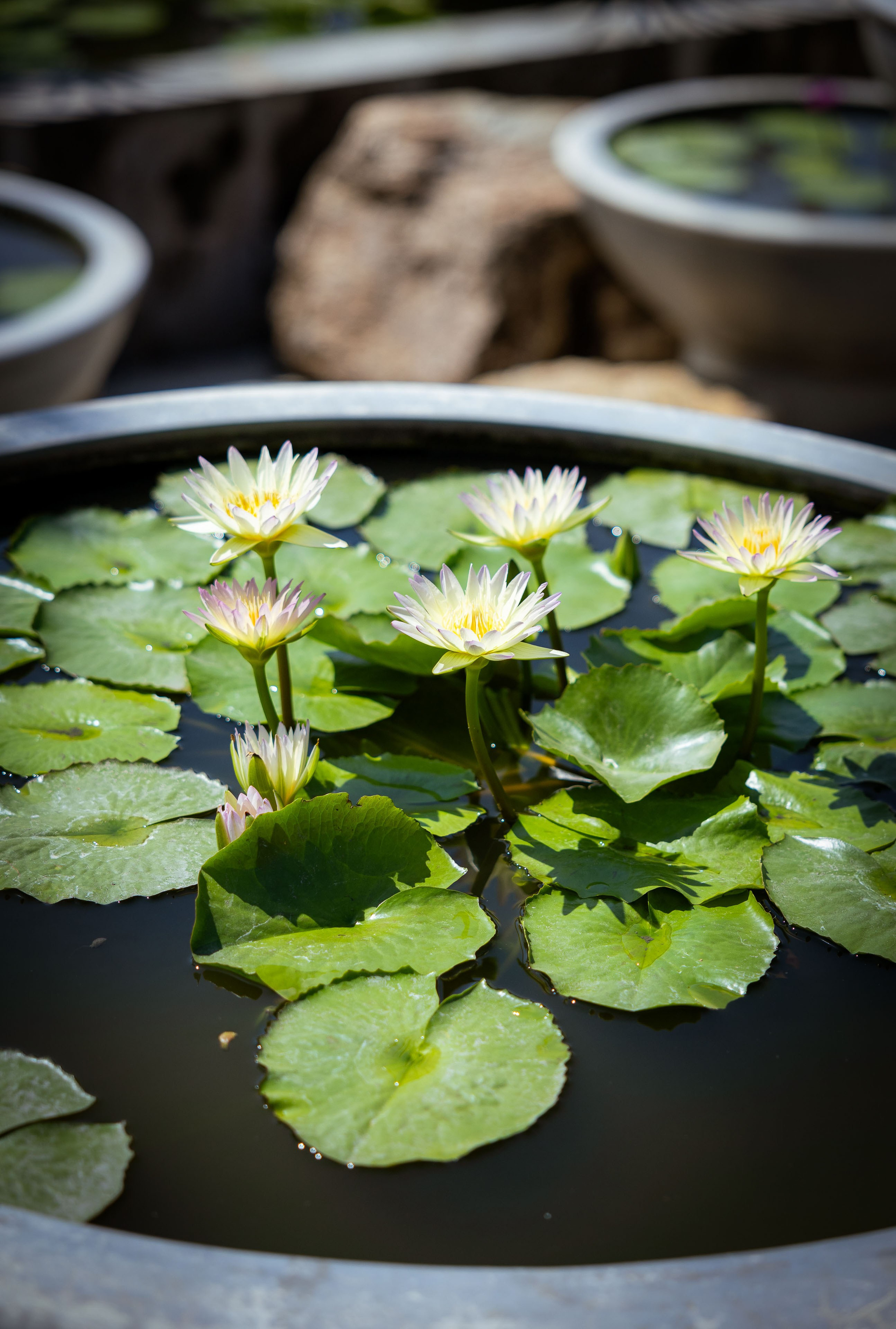 Таиланд (зима 2025). Фотограф Виноградов Константин