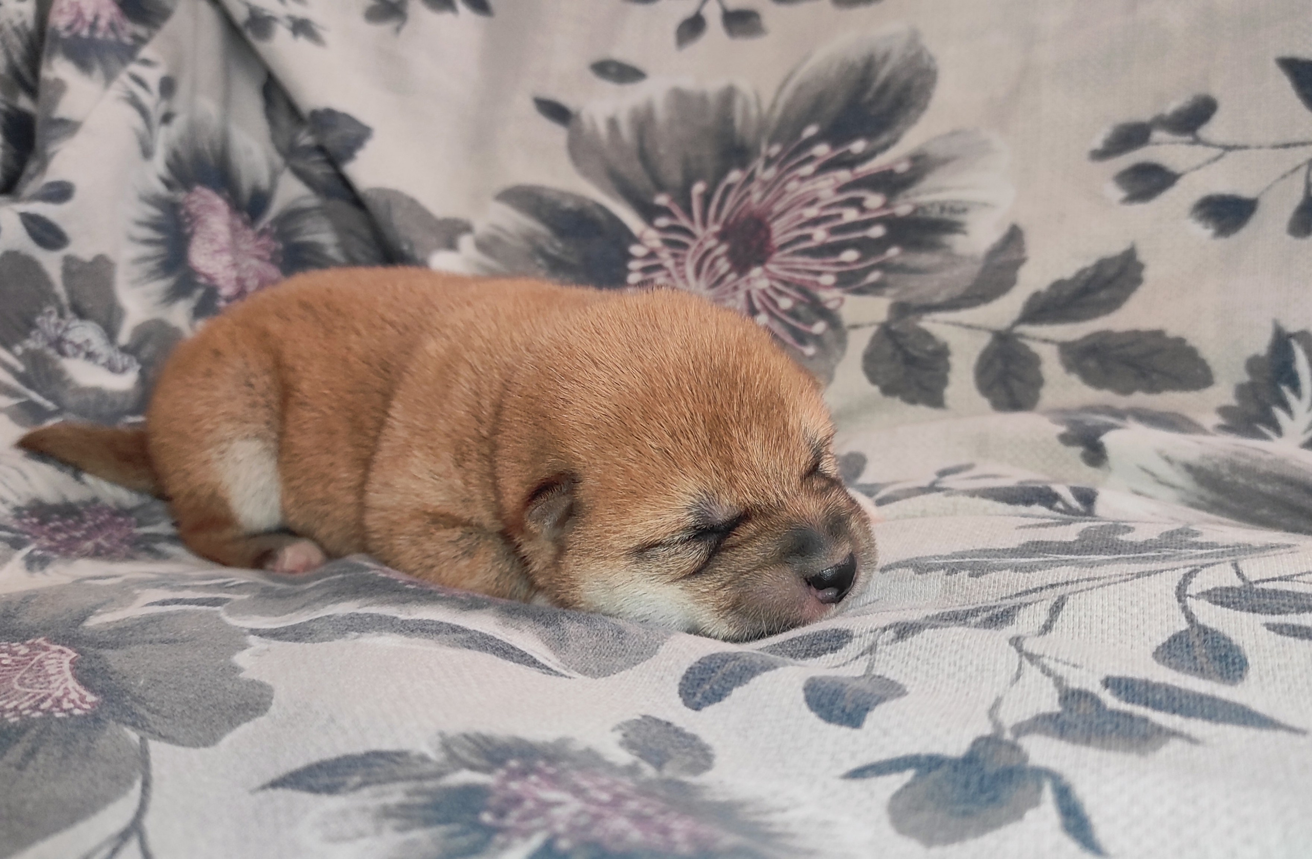 сиба питомник Рубилайт щенки на продажу rubylight  сиба щенки купить СПб Санкт-Петербург 