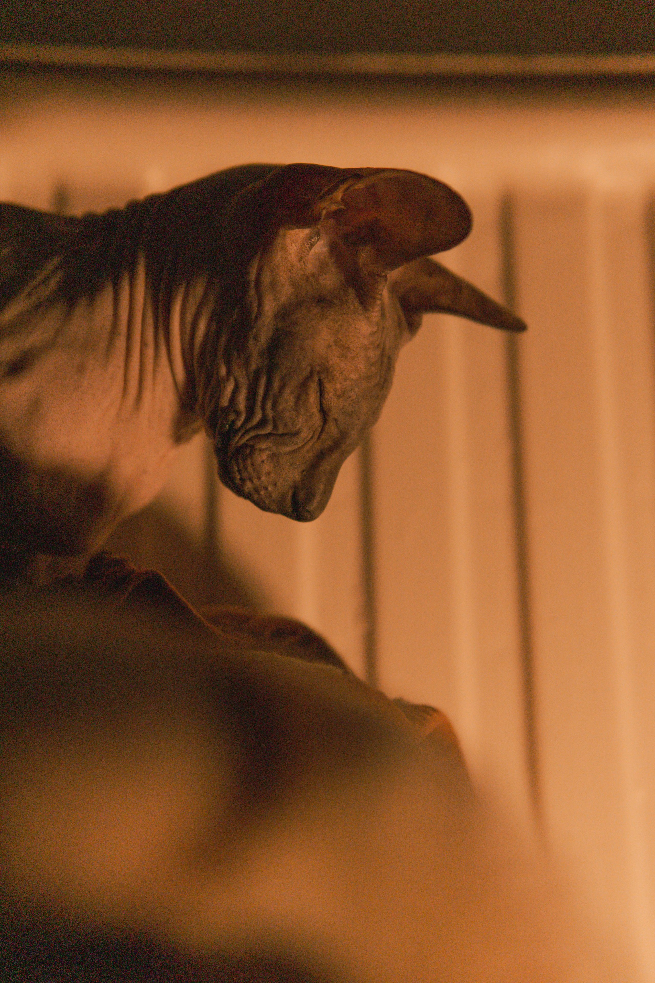 Бандит. Фотограф-анималист Ксения Воробьева, Москва