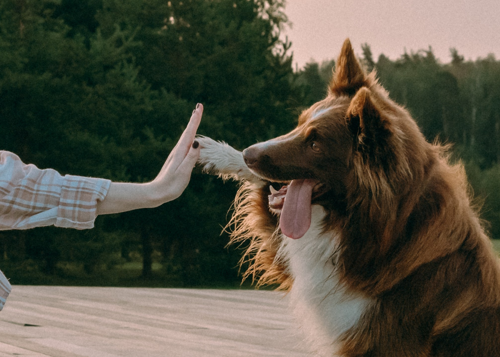 Виолетта, Лила и Питер. Фотограф-анималист Ксения Воробьева, Москва