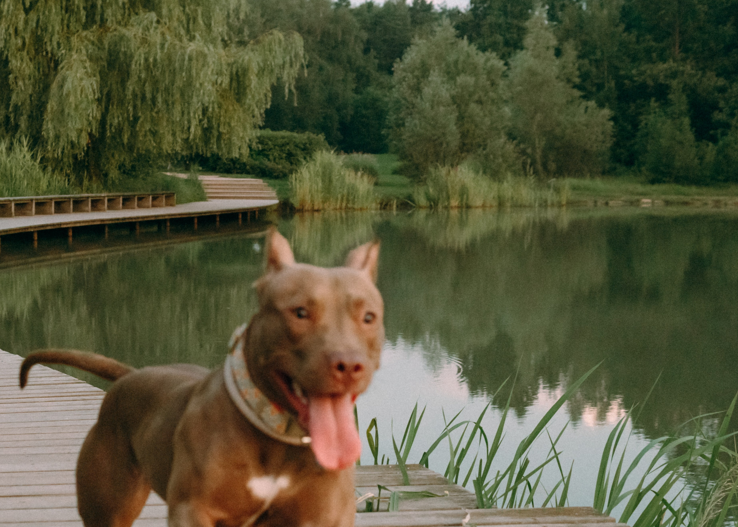 Виолетта, Лила и Питер. Фотограф-анималист Ксения Воробьева, Москва