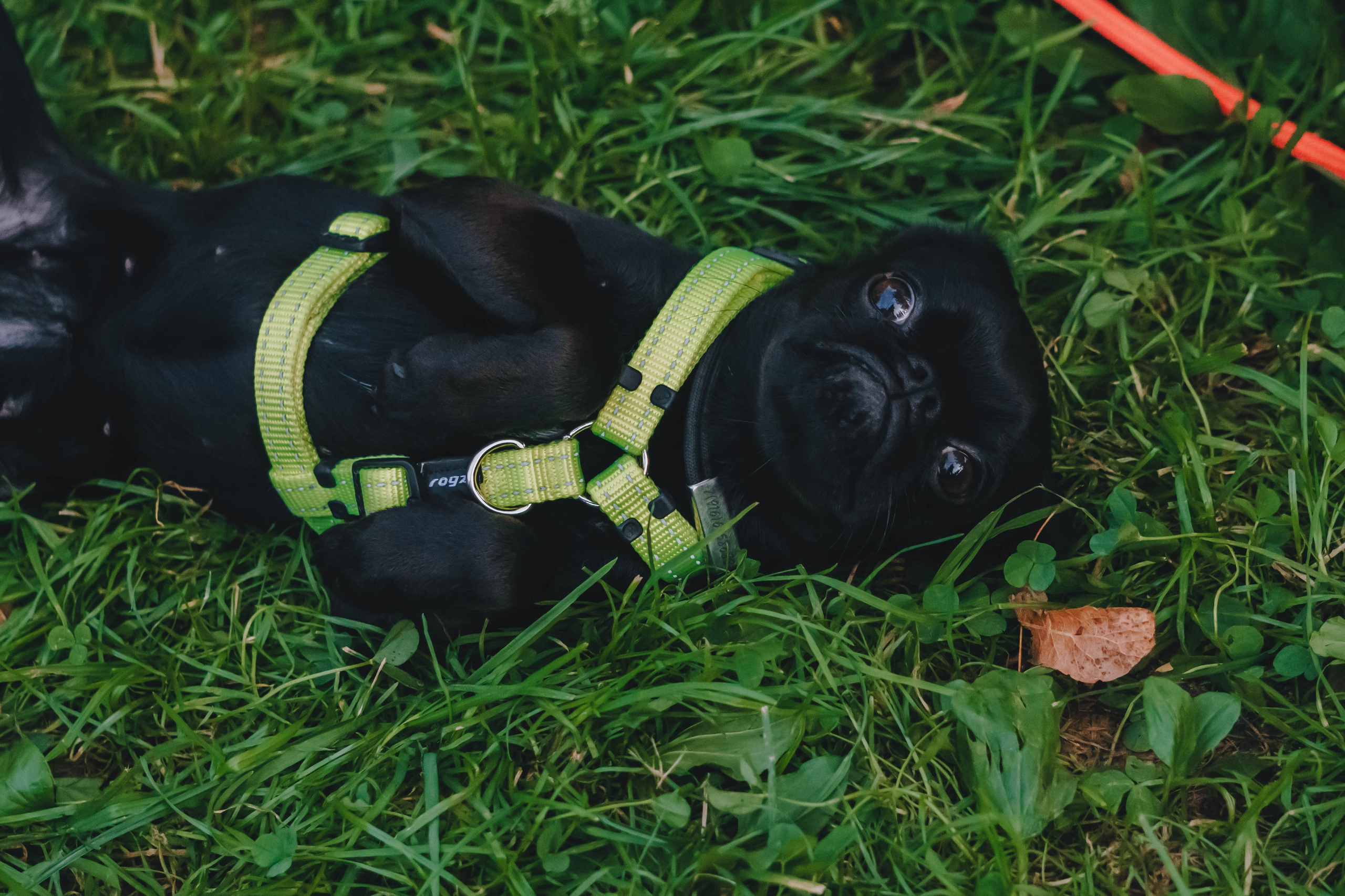 Мини-туса гриффоны и брабансоны. Фотограф-анималист Ксения Воробьева, Москва