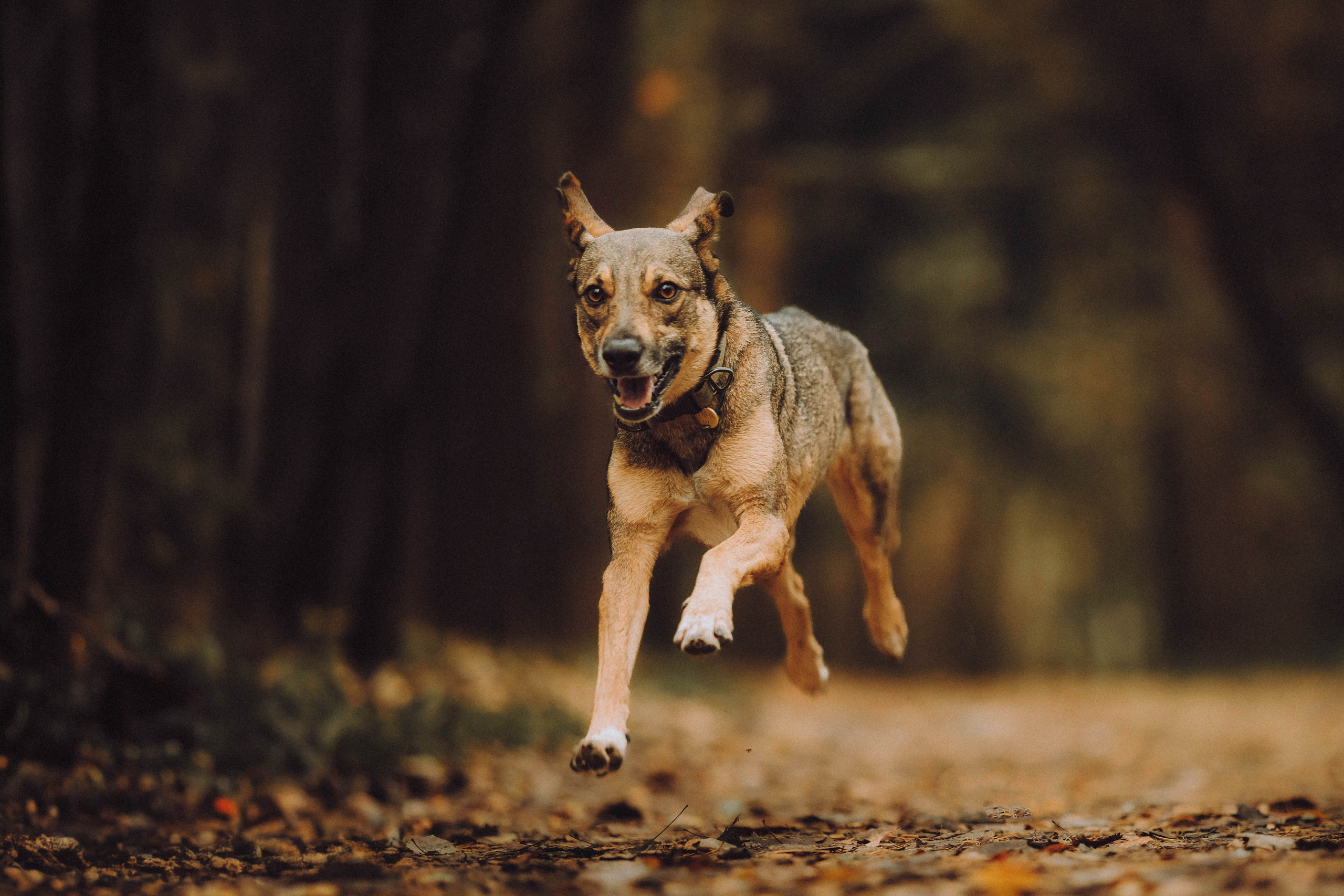Аня, Нео и Луна