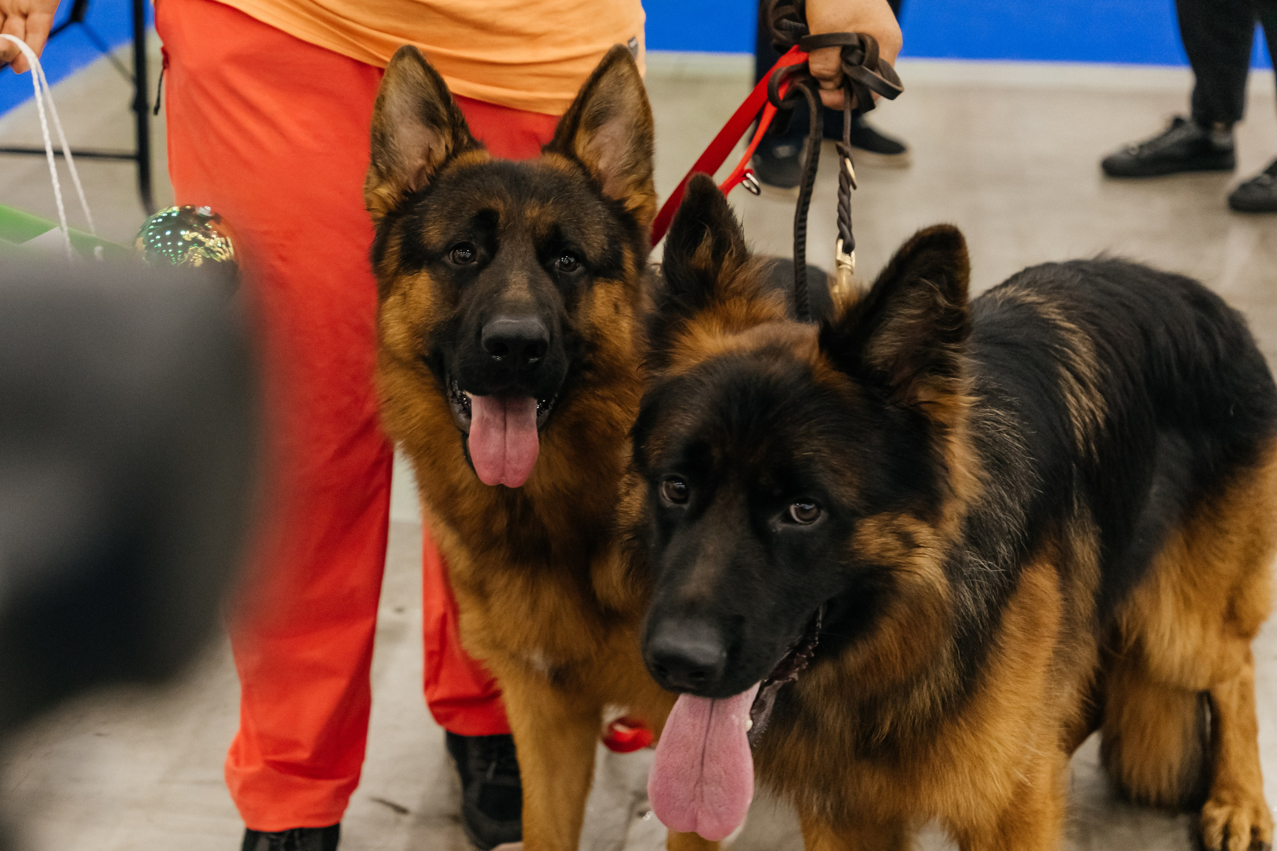 Зоошоу. Экспофорум 31.08. Выставка домашних животных. Семейный фотограф в Санкт-Петербурге Ева Маркова