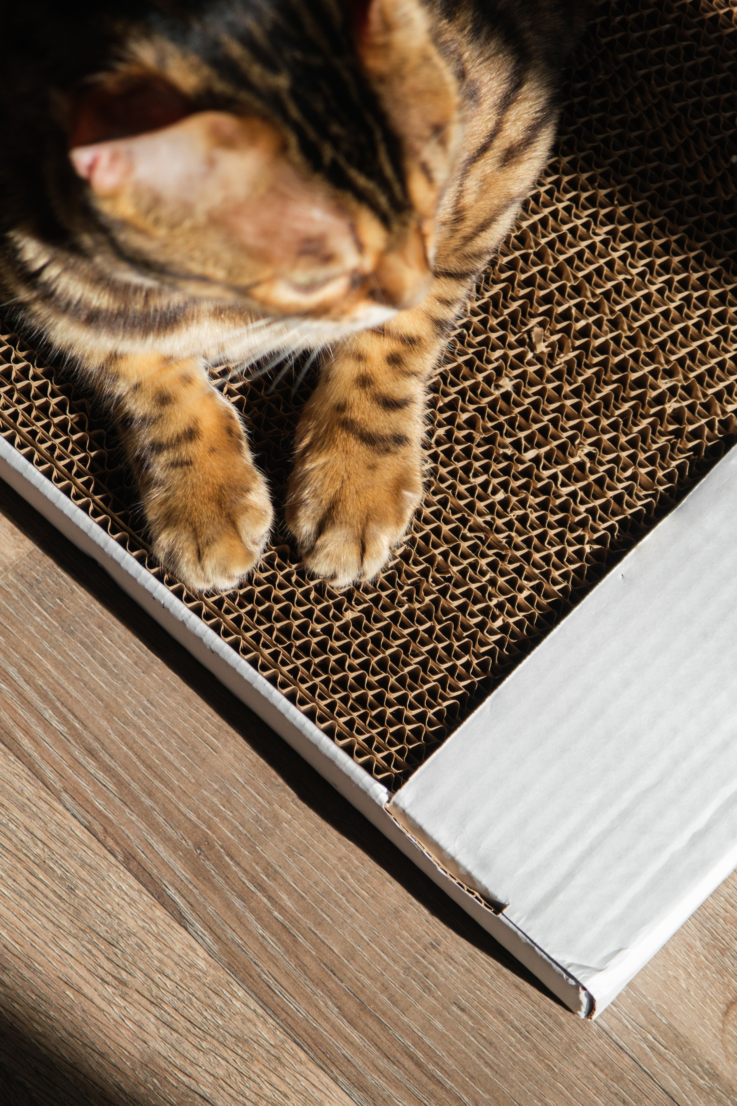 Когтеточки из картона. Зоофотограф, фотограф животных в Москве и области Дина Дамоцева