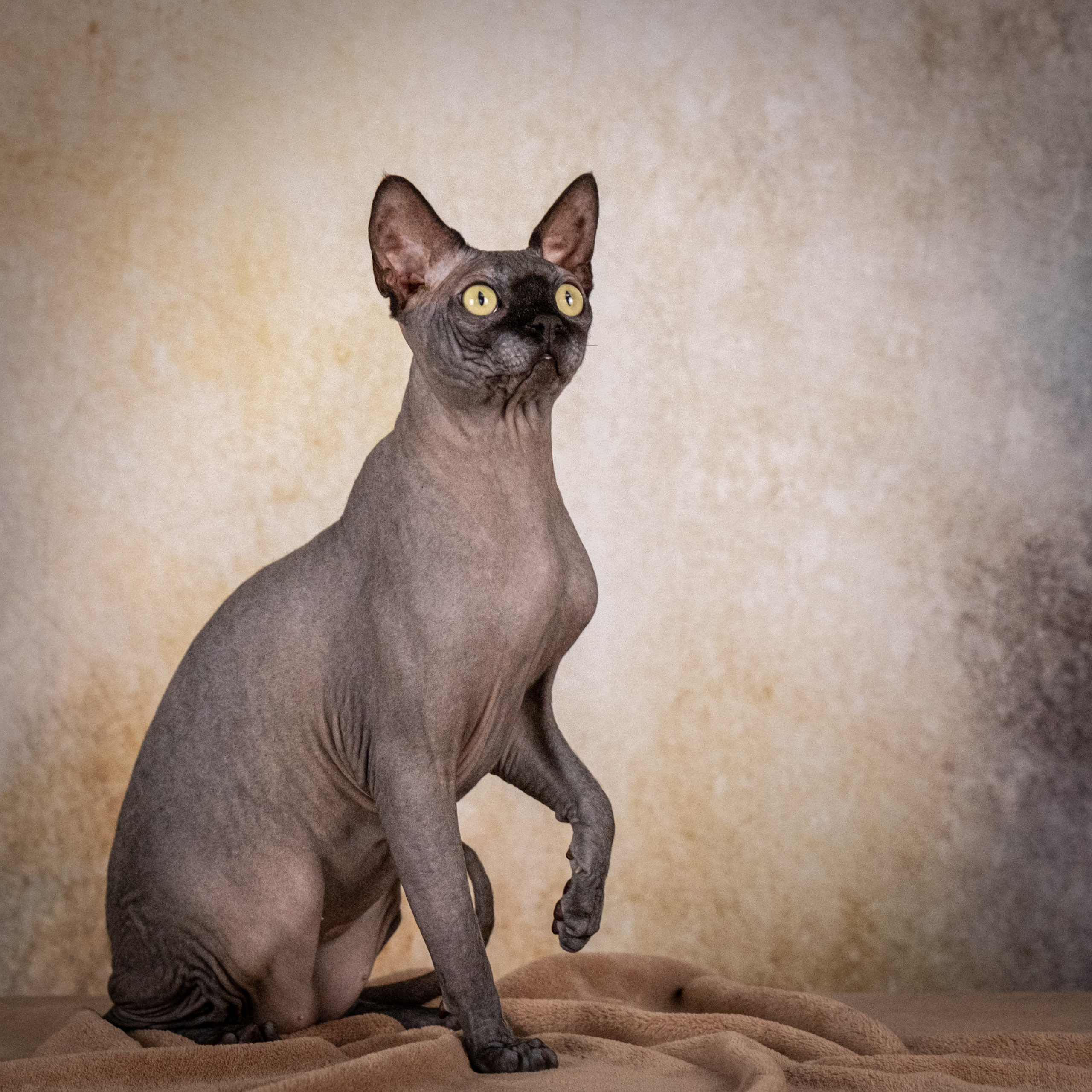 Сфинксы и эльфы для Никиты!. Зоофотограф, фотограф животных в Москве и области Дина Дамоцева