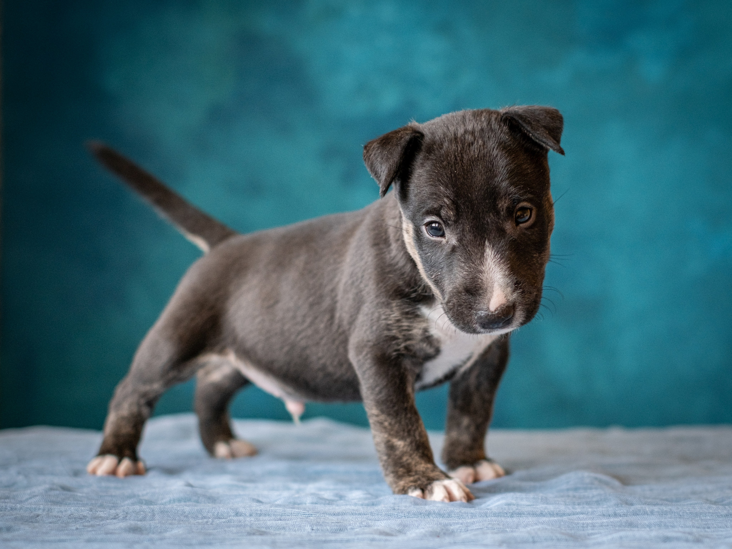 Сладкие булочки (МБТ — миниатюрный бультерьер) для Ильи). Зоофотограф, фотограф животных в Москве и области Дина Дамоцева