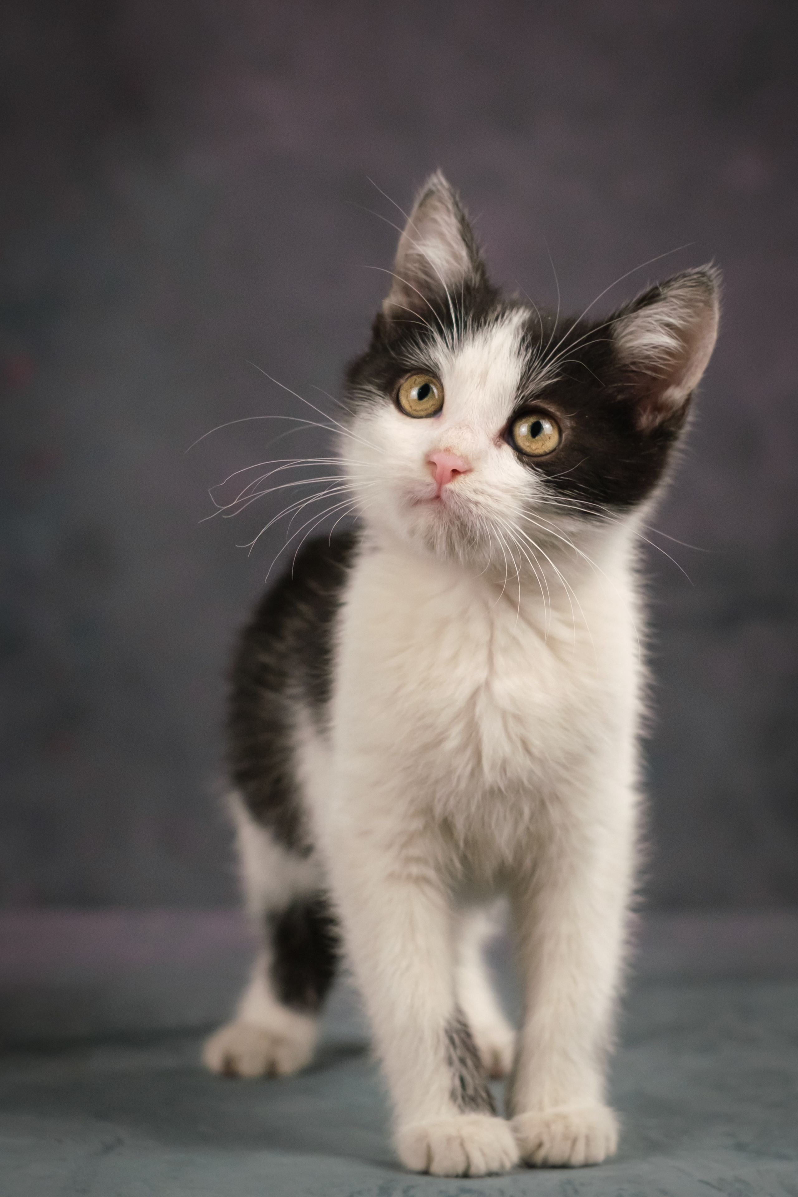 Котята для Ольги. Зоофотограф, фотограф животных в Москве и области Дина Дамоцева