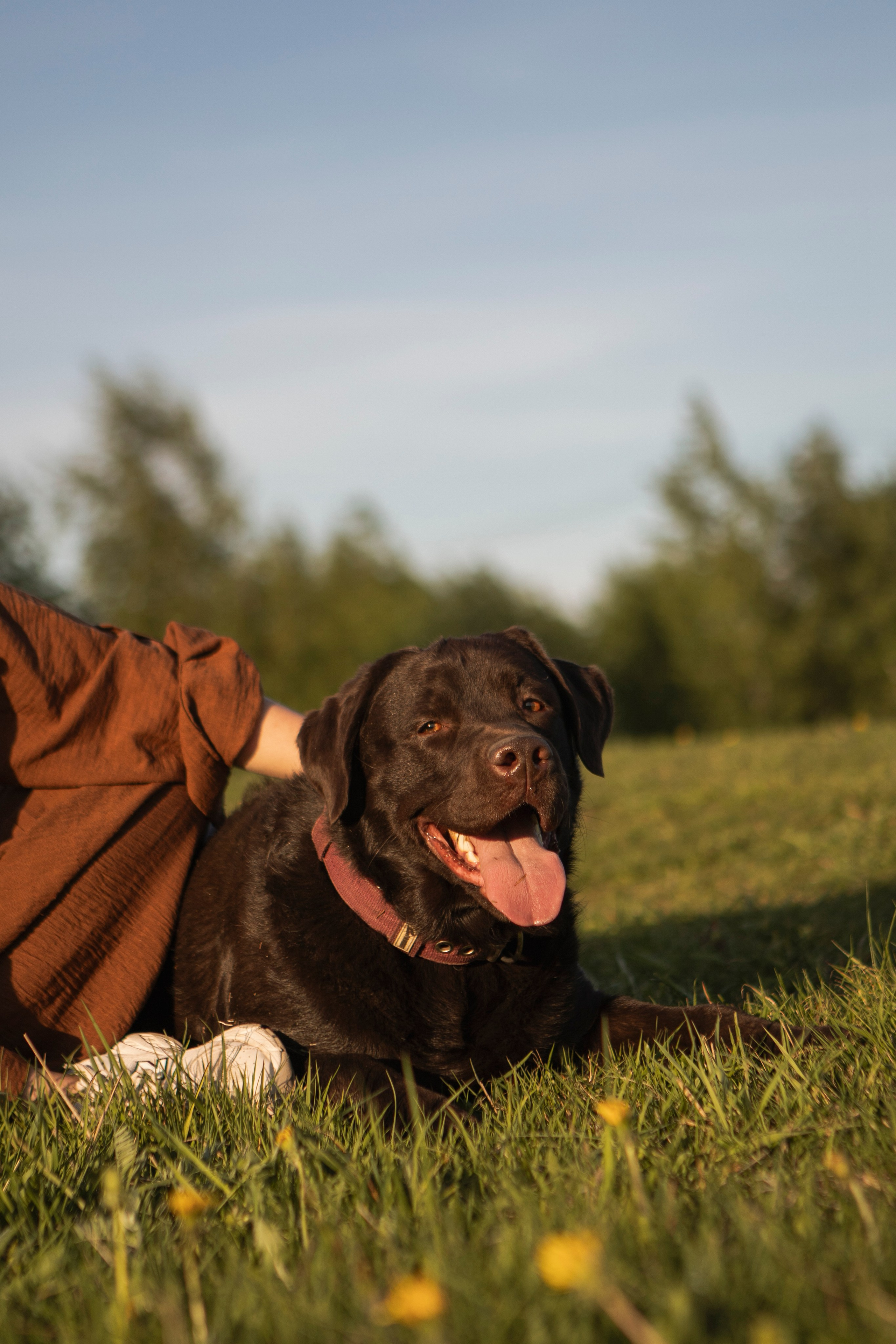 Закатная. Фотограф-анималист в Санкт-Петербурге Алина Яхонт