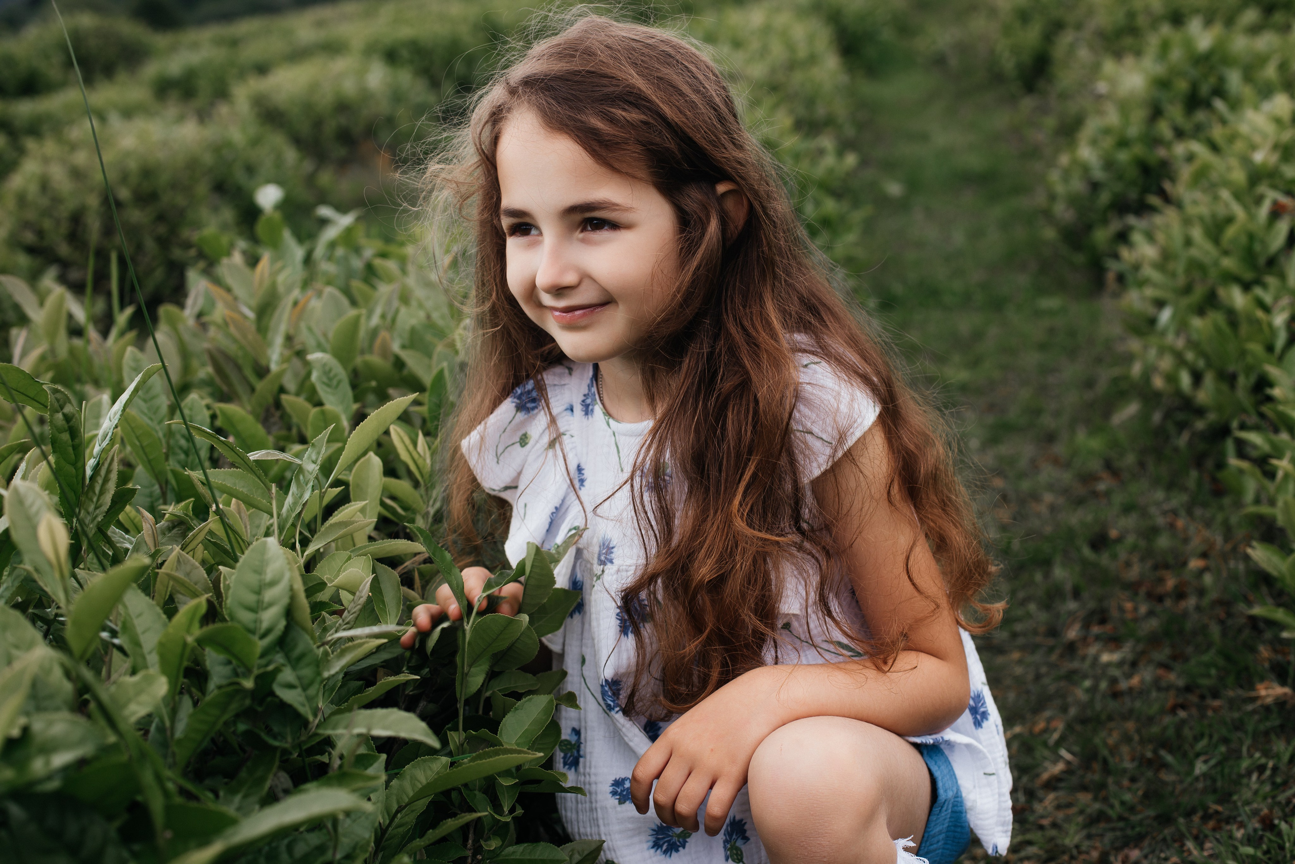 Tea plantation. Efimova Model Agency